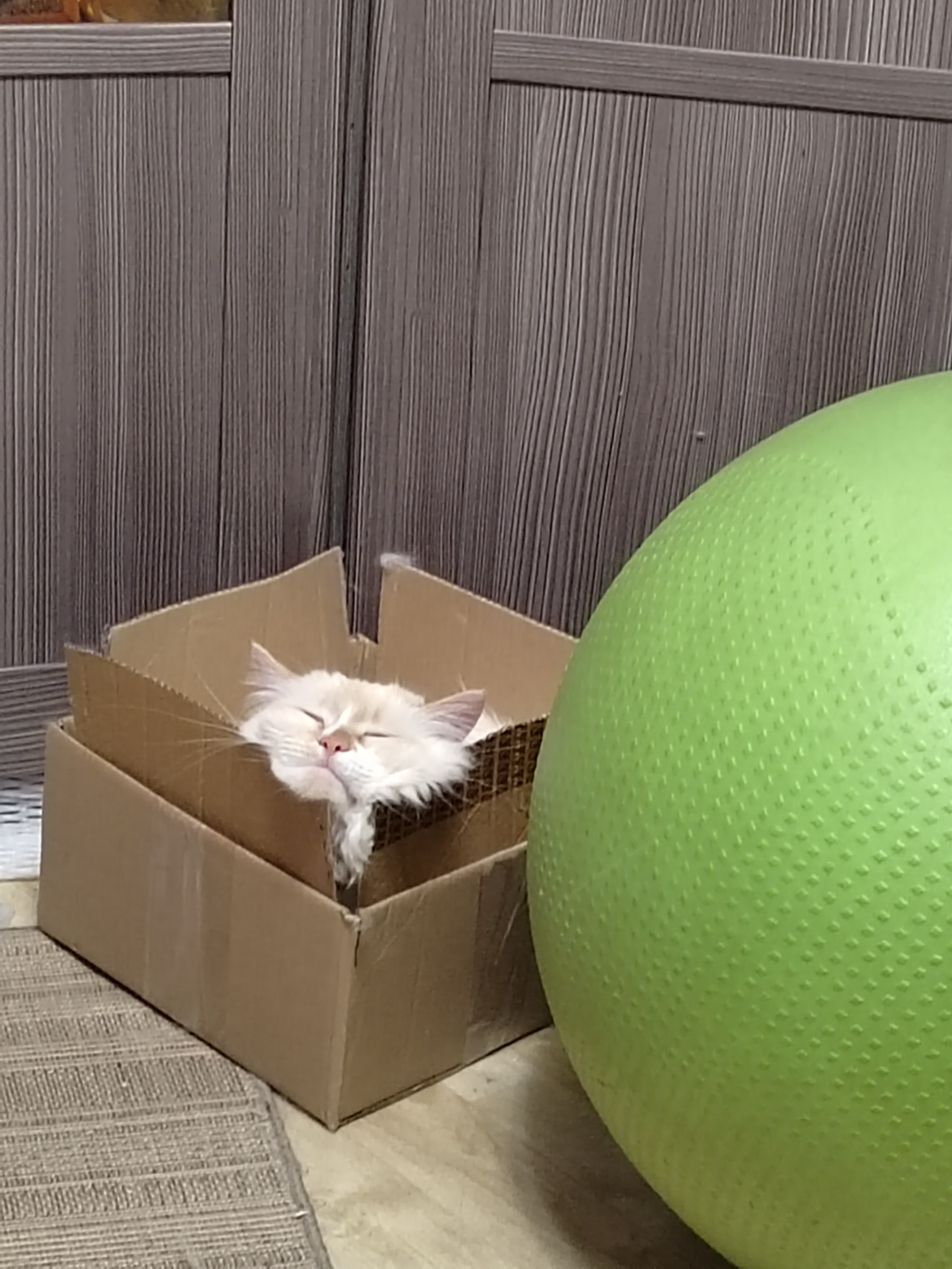 Фото питомца: кот Маркиз не ищет легких путей