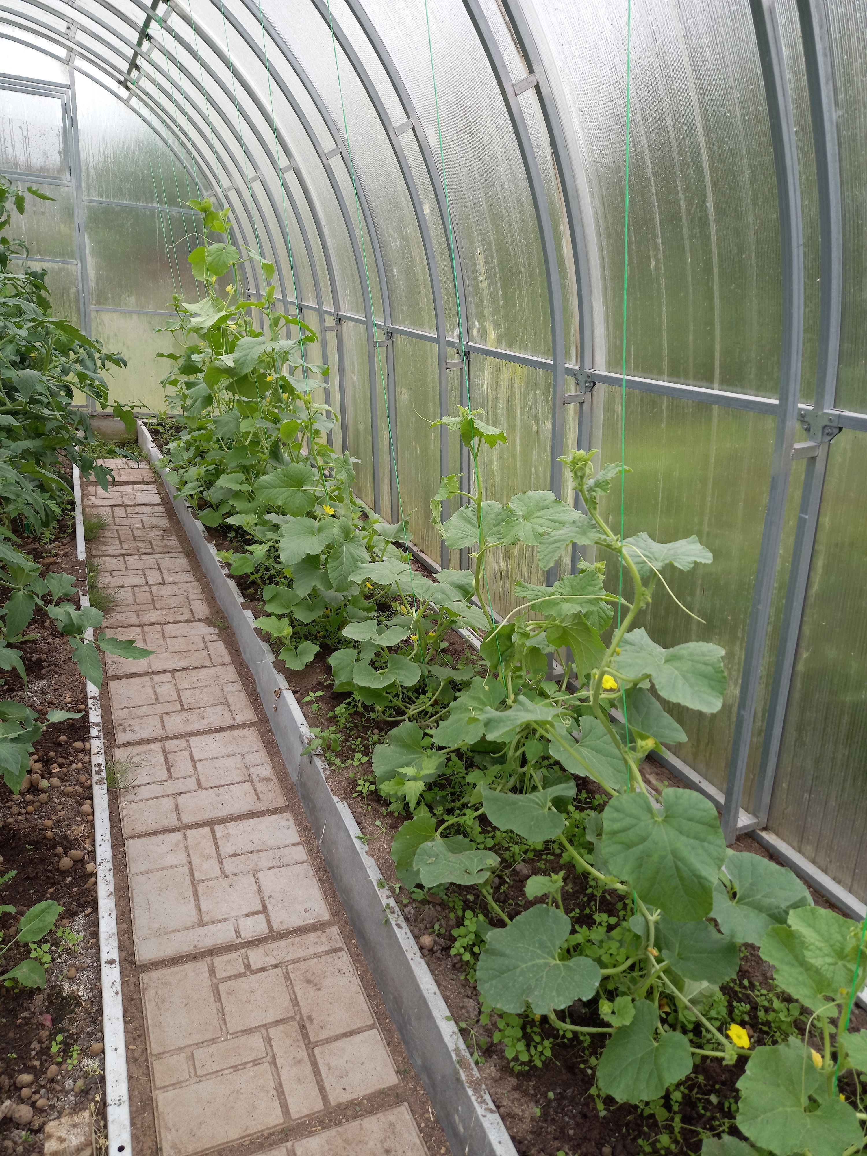 Как я вырастил вьетнамскую дыню «Подарок дедушки Хо Ши Мина» в окрестностях Санкт-Петербурга