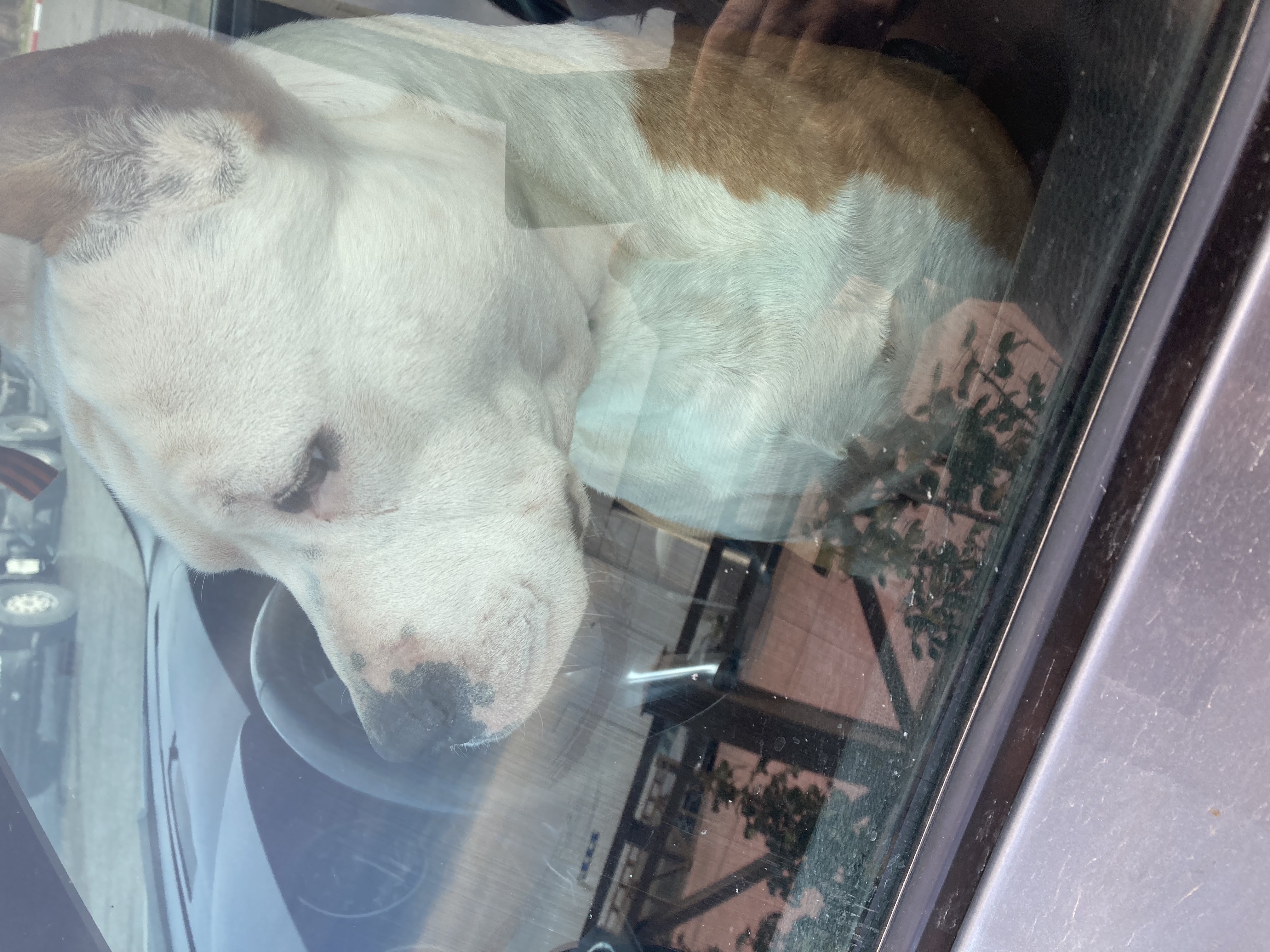 Фото питомца: стафф Рик у руля