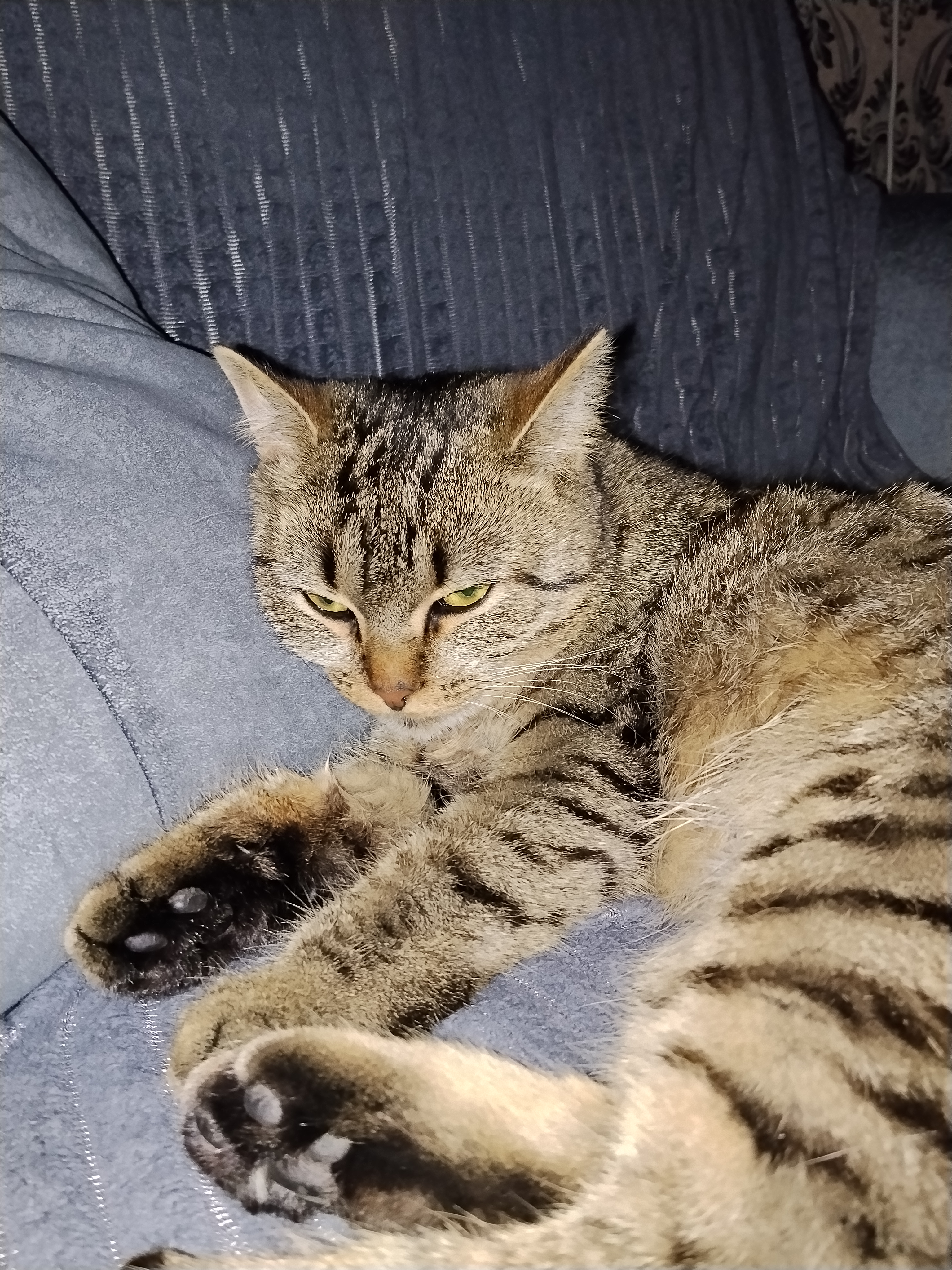 Фото питомца: злая кошка Фиона