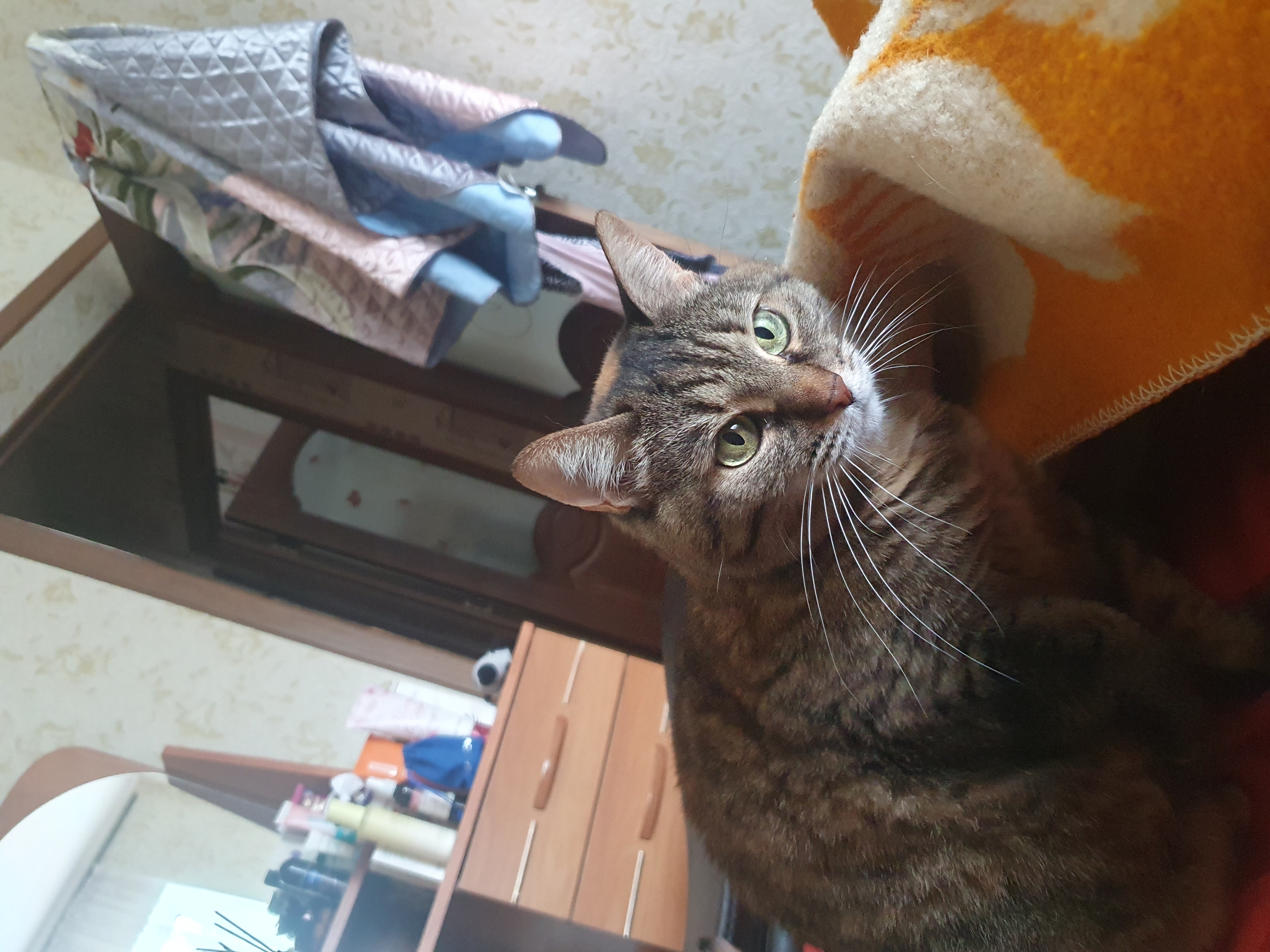 Фото питомца: кошка намекает на завтрак