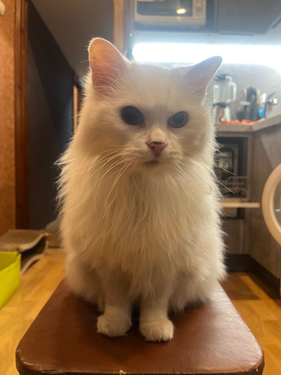 Я приютил потерявшуюся кошку Лакшми, и она прожила со мной 14 лет