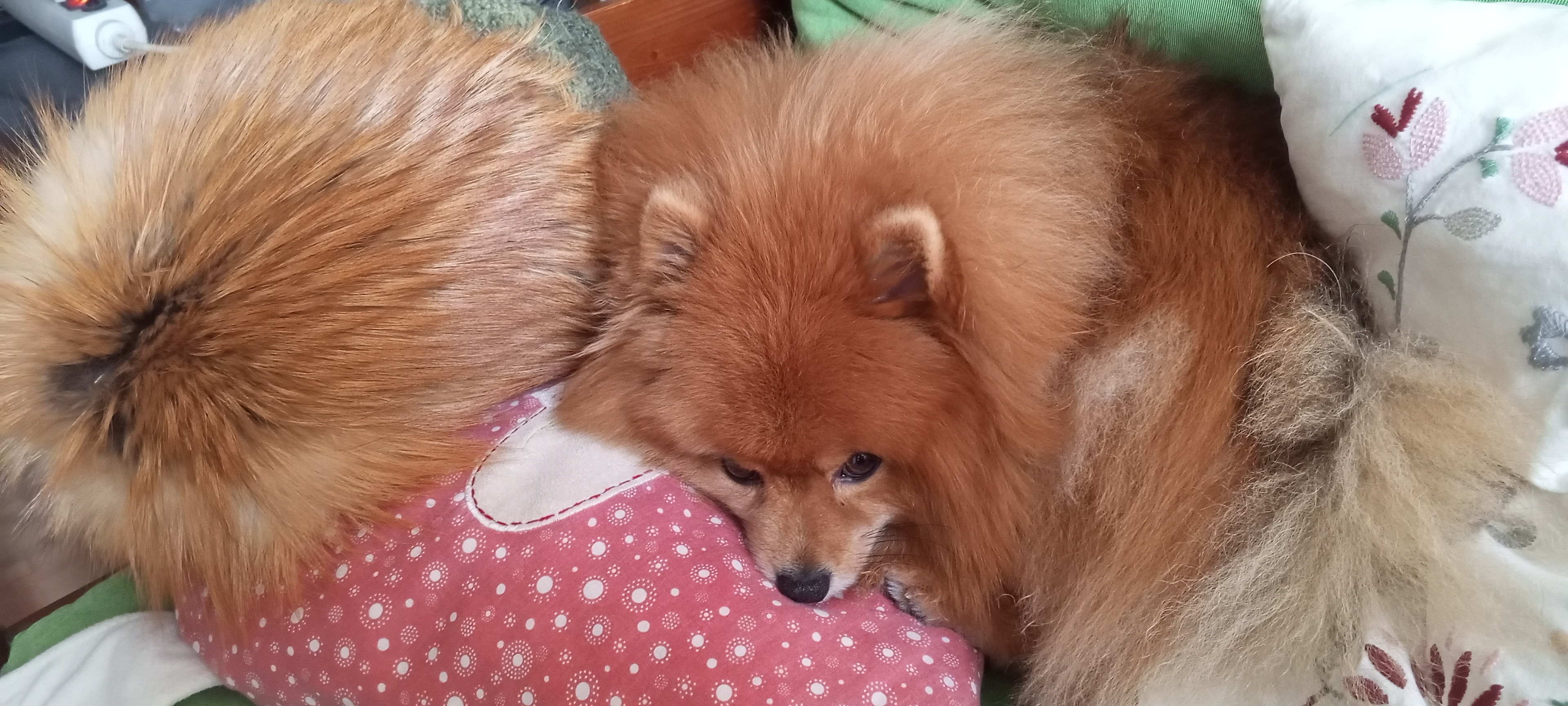 Фото питомца: шпиц Лисик маскируется