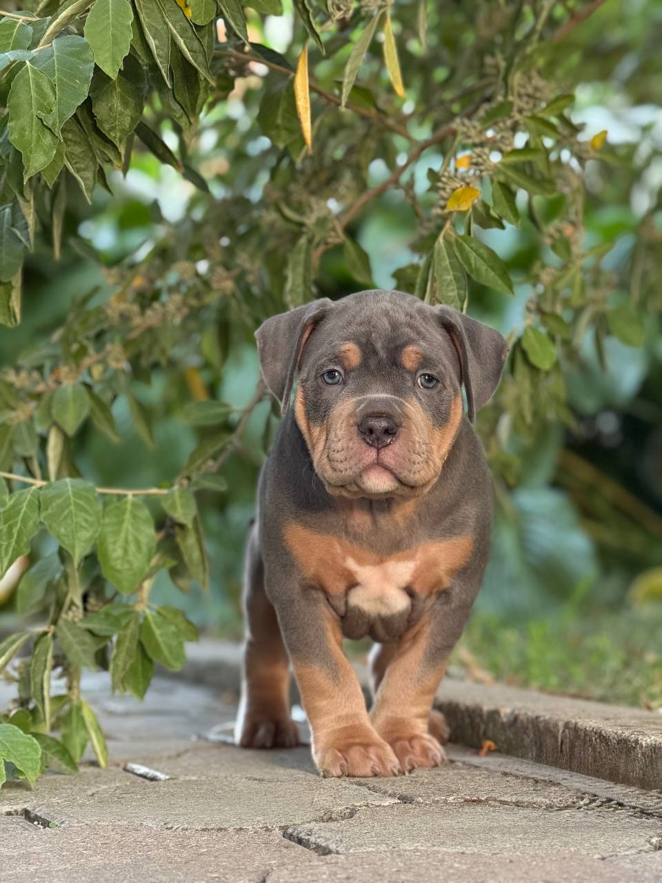 Фото питомца: щенок Сим, по прозвищу Депутат, идет по своим серьезным делам
