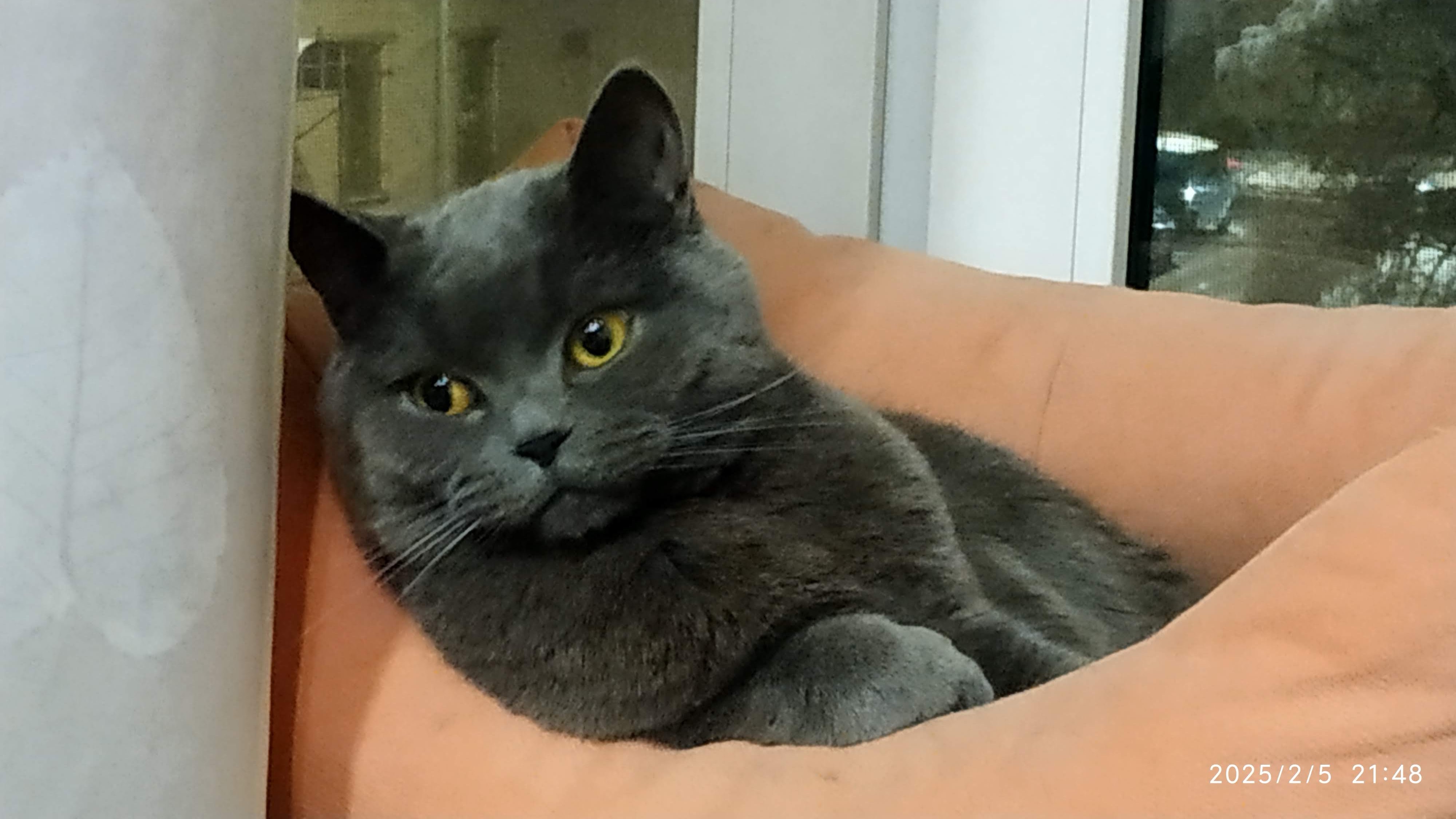 Фото питомца: кот Макс позирует