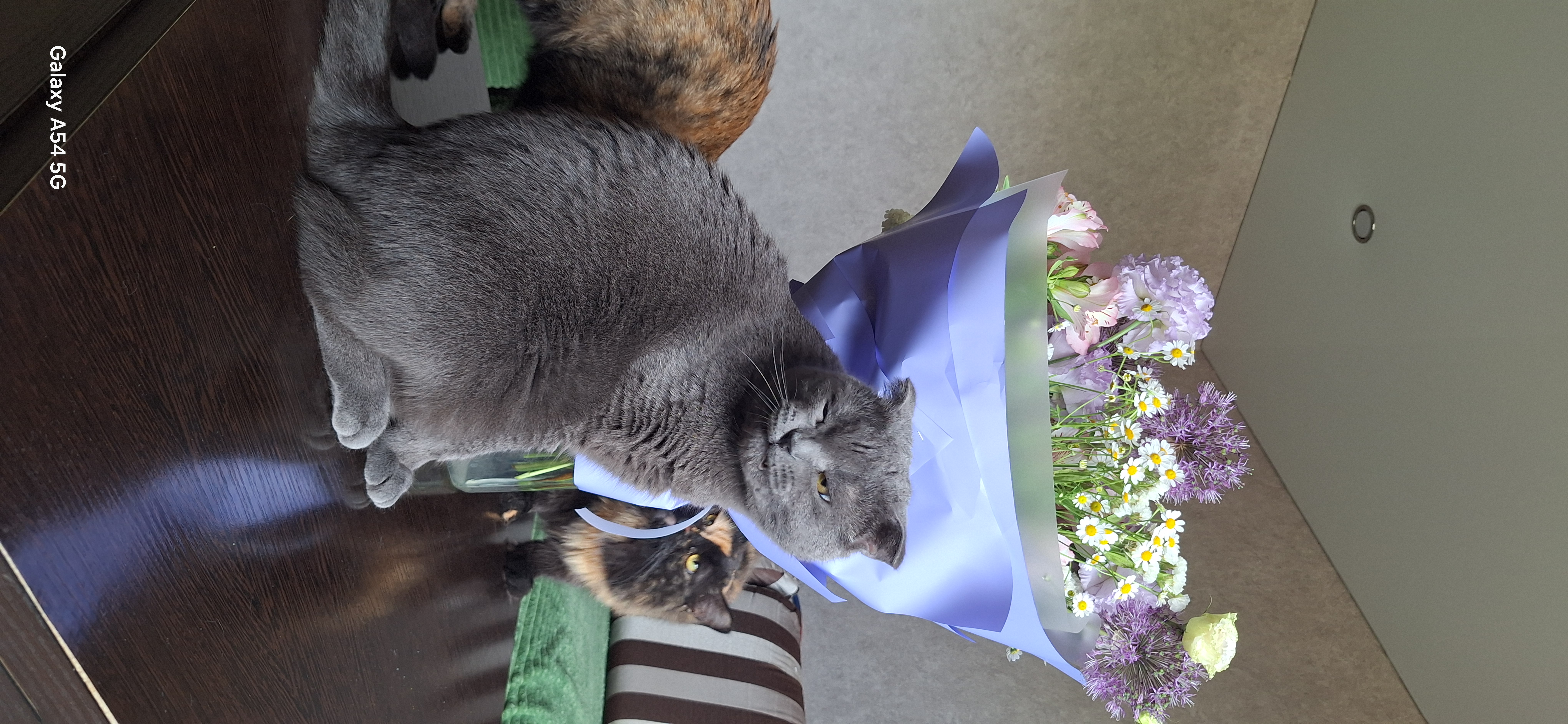 Фото питомца: жизнь кота Татошки