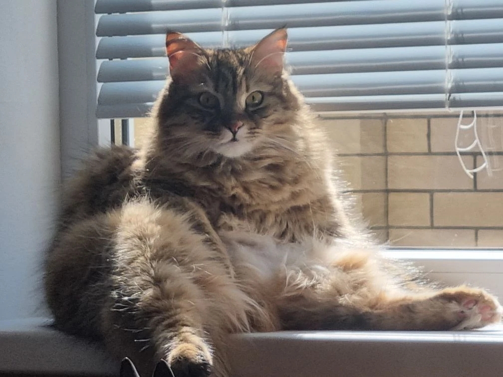 Фото питомца: кошка Фросечка греется в зимних лучах солнца