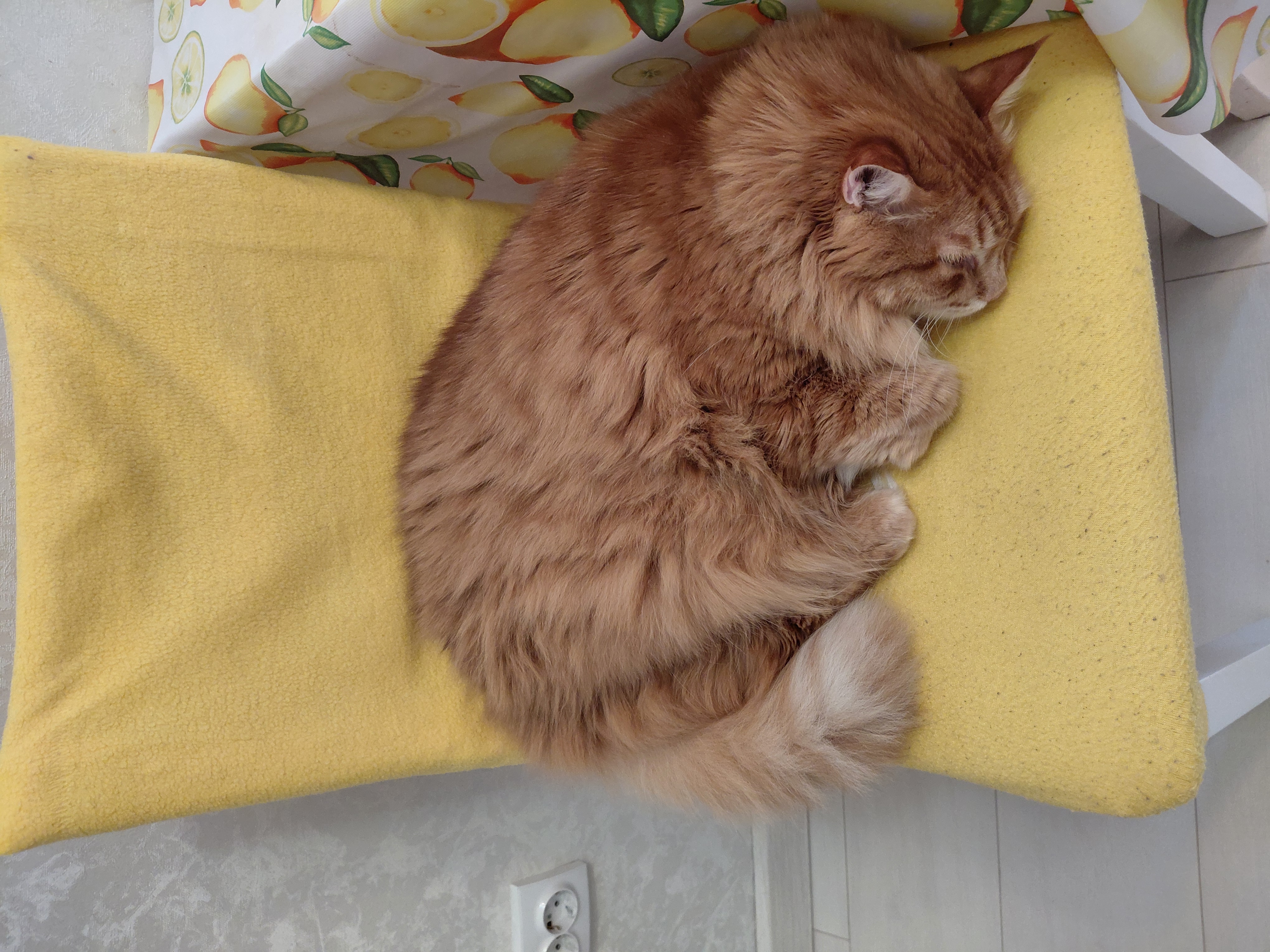 Фото питомца: кошка Маечка спит на стуле на кухне, чтобы не пропустить обед