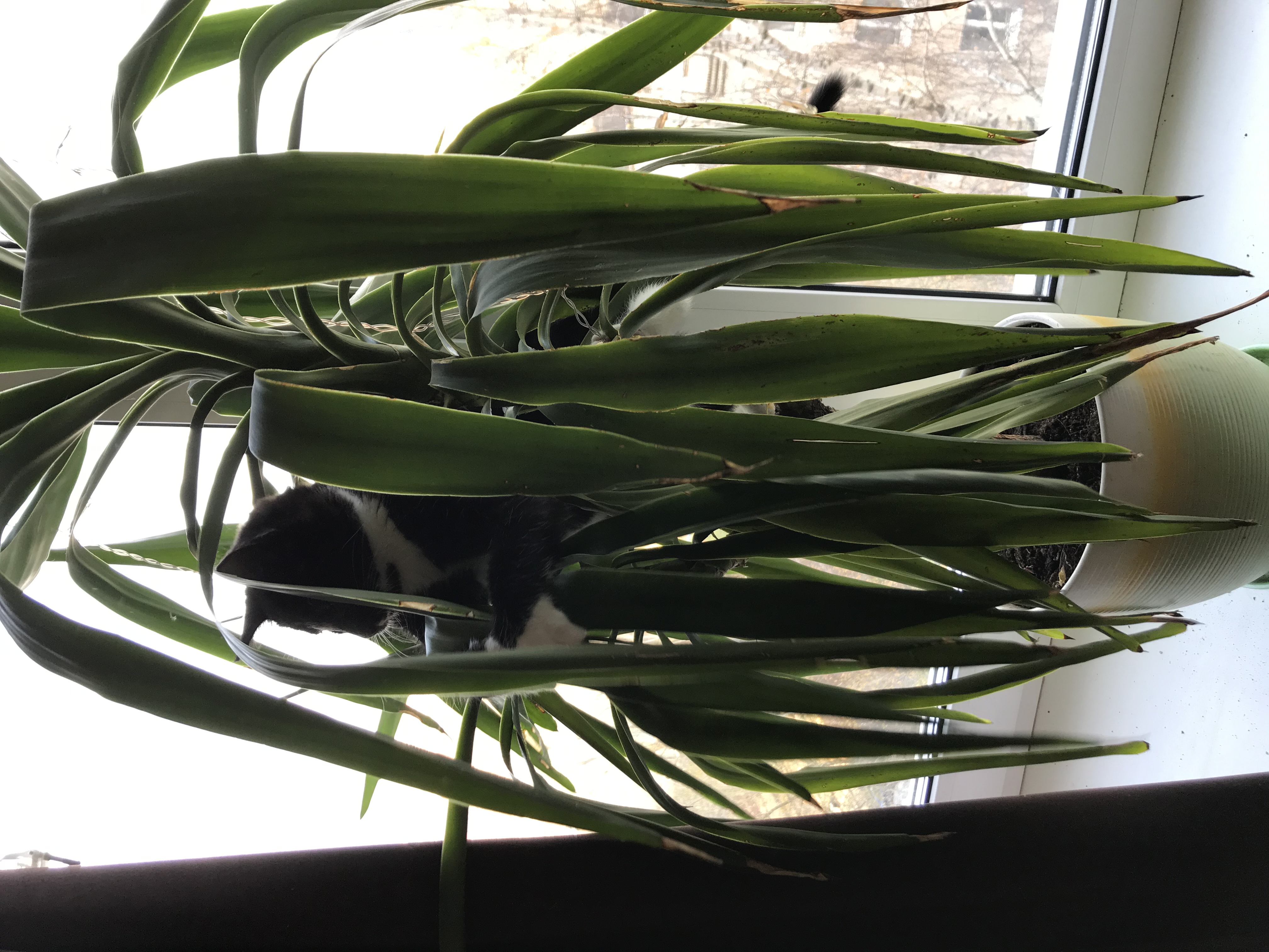 Фото питомца: кошка Агата осваивает юкку