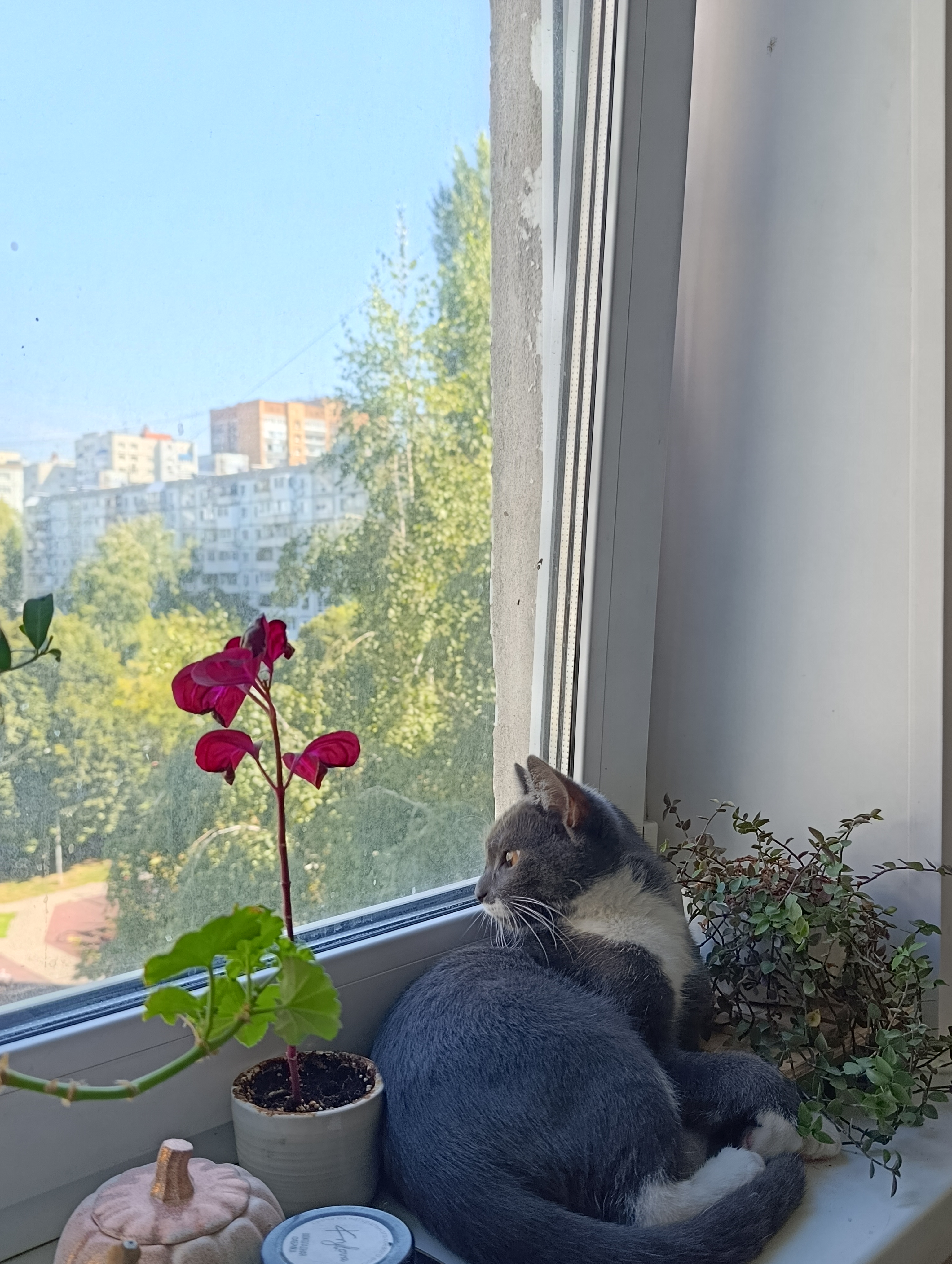 Фото питомца: кот Эмиль из Подвалбурга живет свою лучшую жизнь