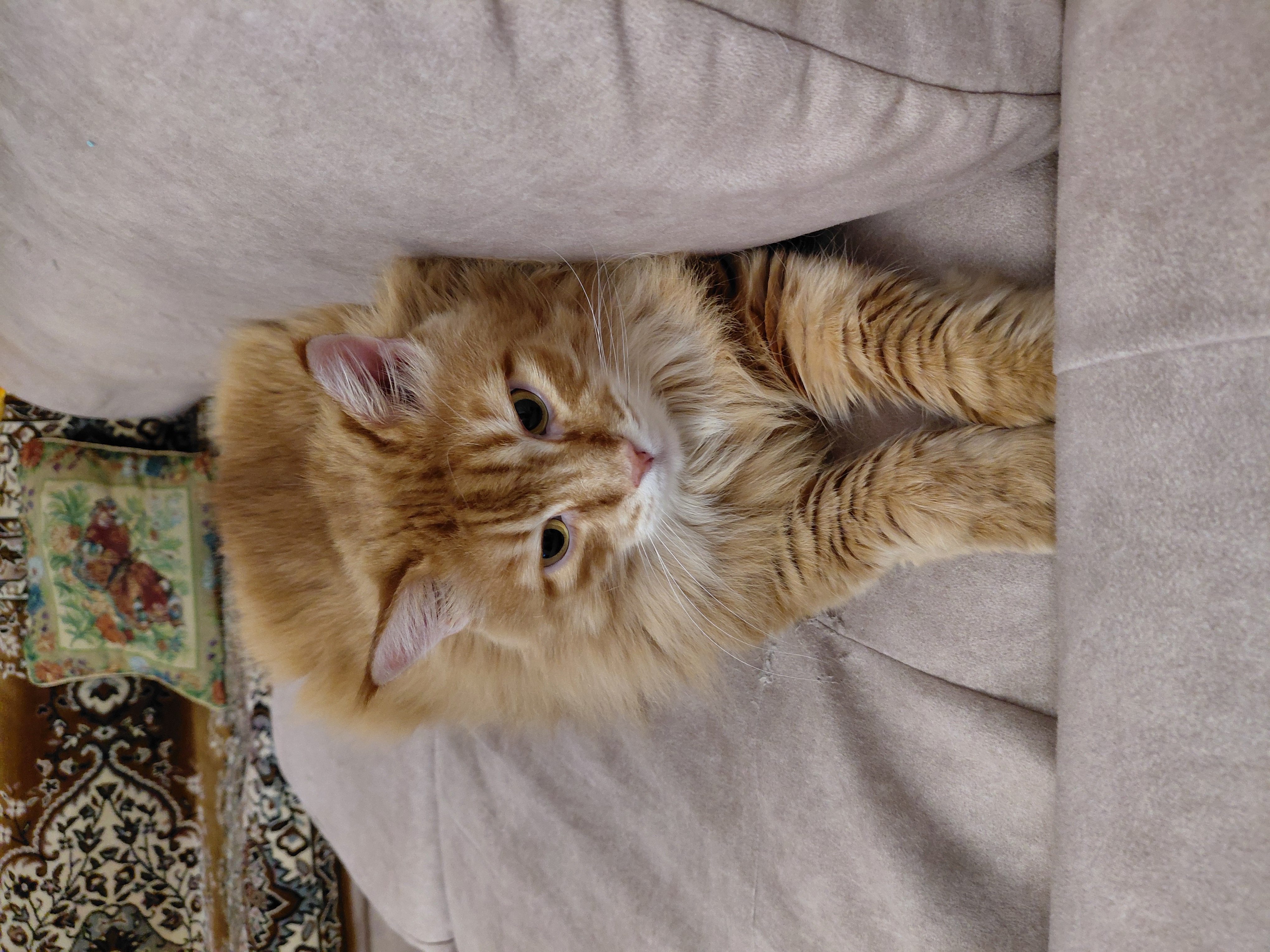 Фото питомца: кошка Маечка отдыхает после сна