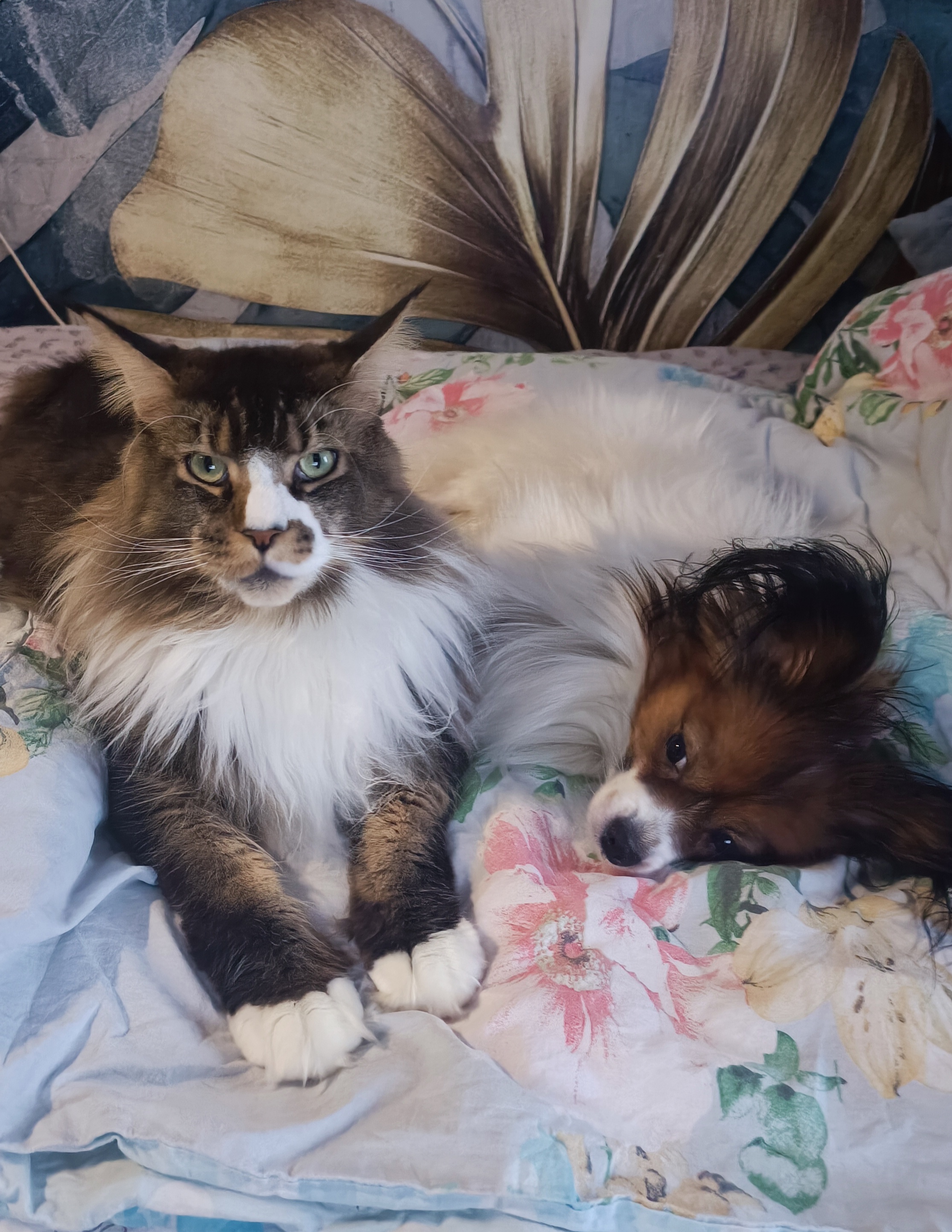 Фото питомцев: кот и пес лежат на кровати