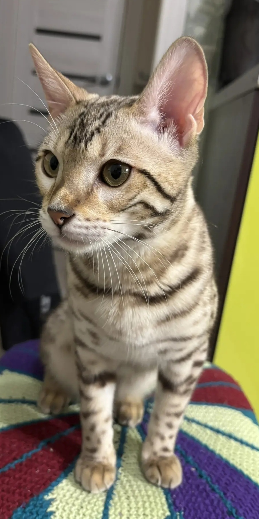 Фото питомца: превращение кошки Кэсси в «бархатную» королеву