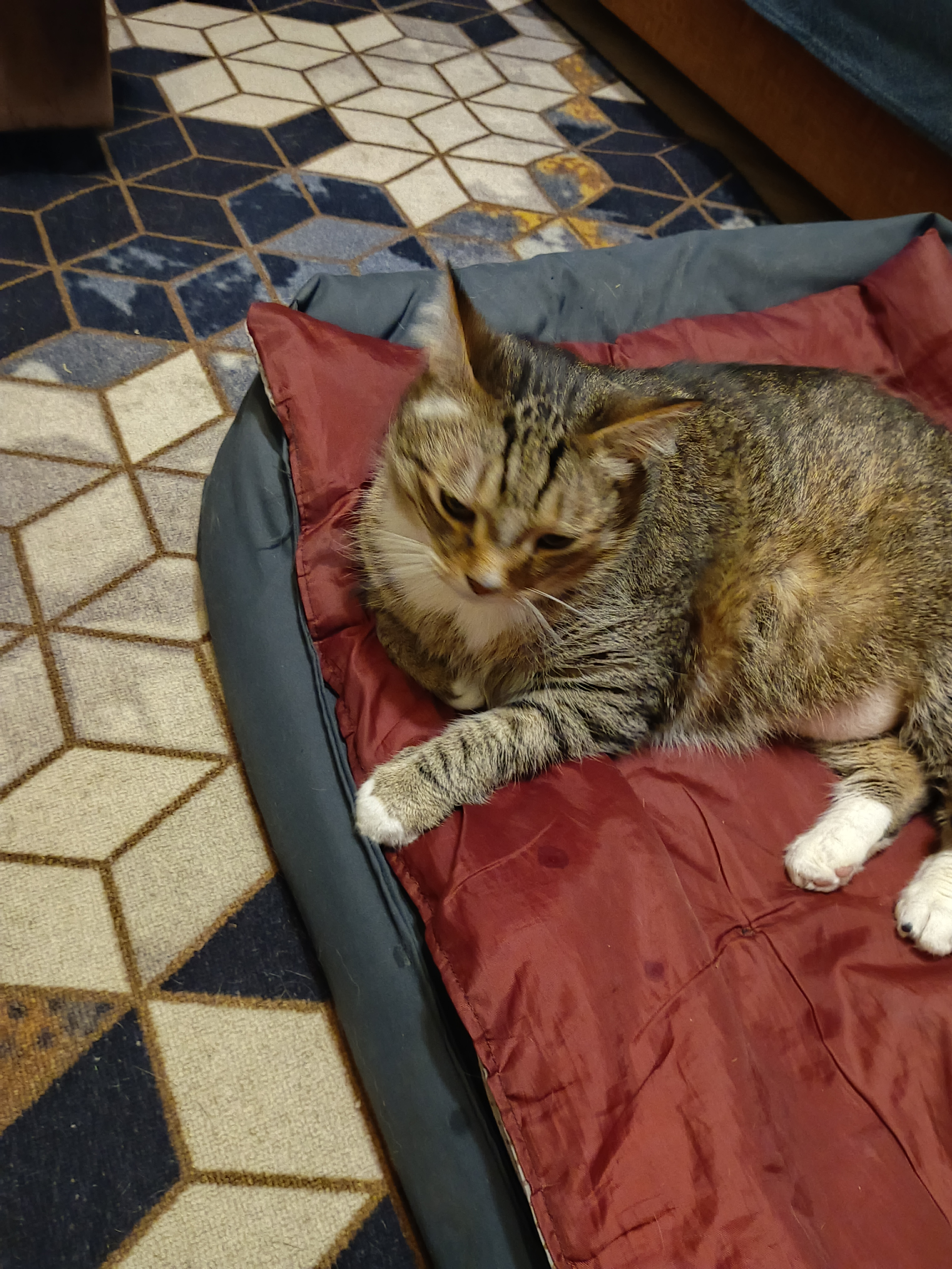 Фото питомцев: Снежана, Муся, Серенький и Беляшка счастливы вместе