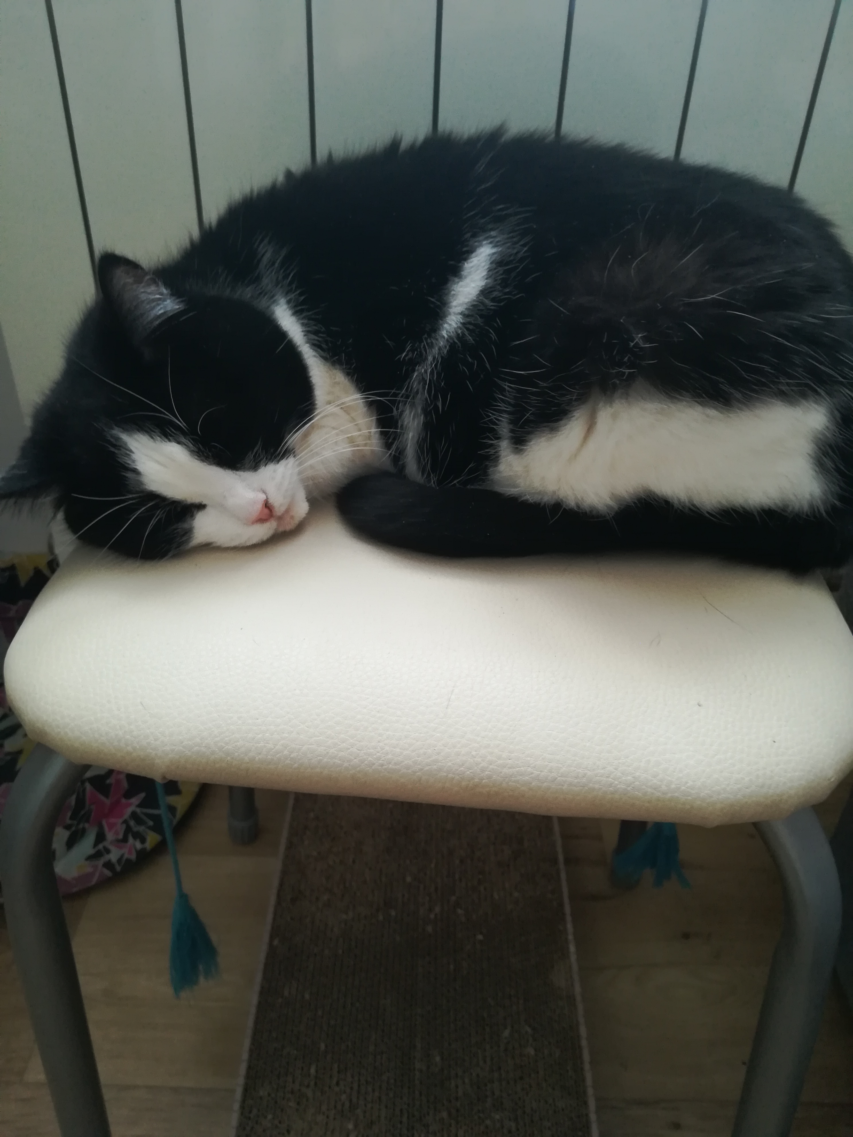 Фото питомца: кошка Шанечка спит на стуле