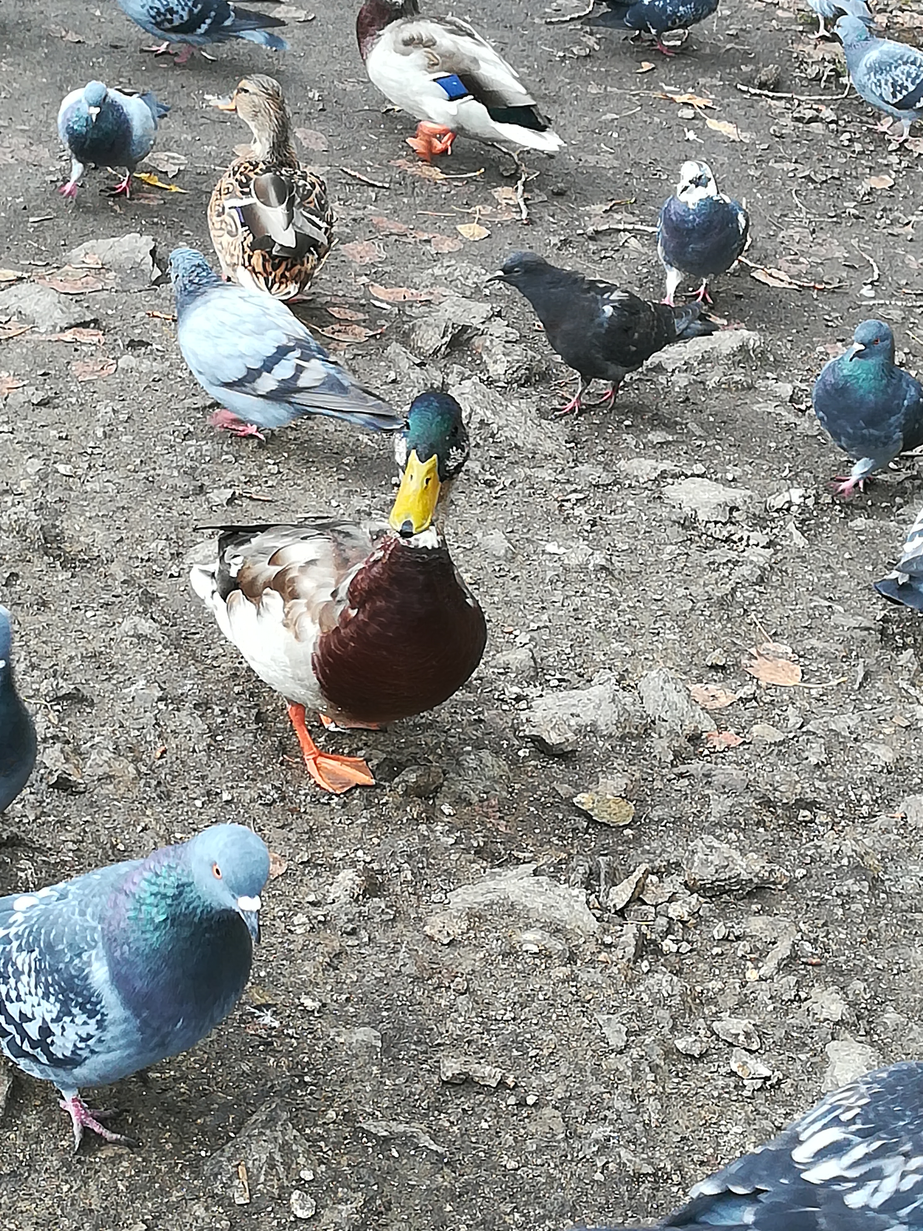 Фото питомца: селезень Магдак подошел поближе к человеку