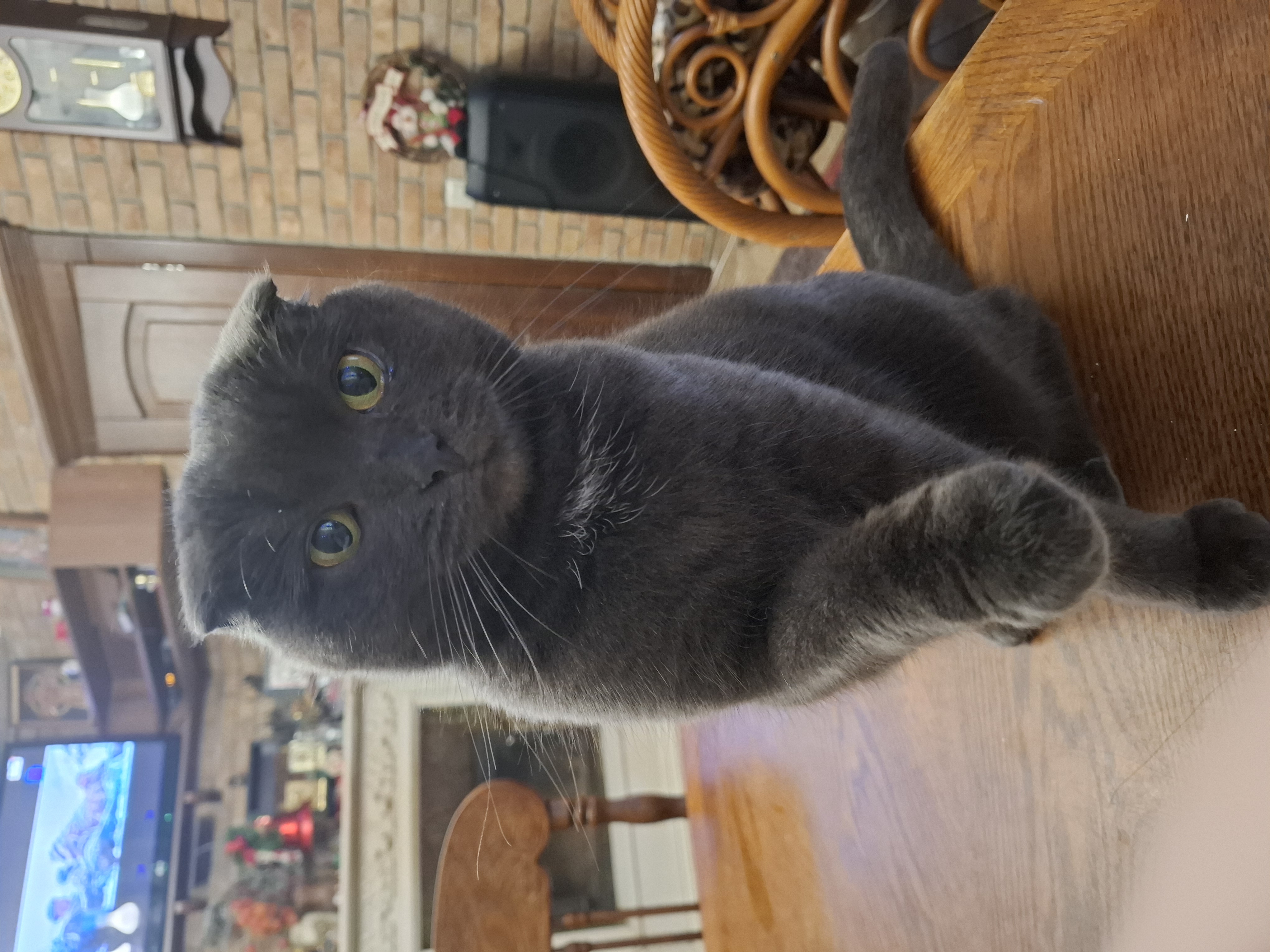 Фото питомца: кошка Буса дает лапу