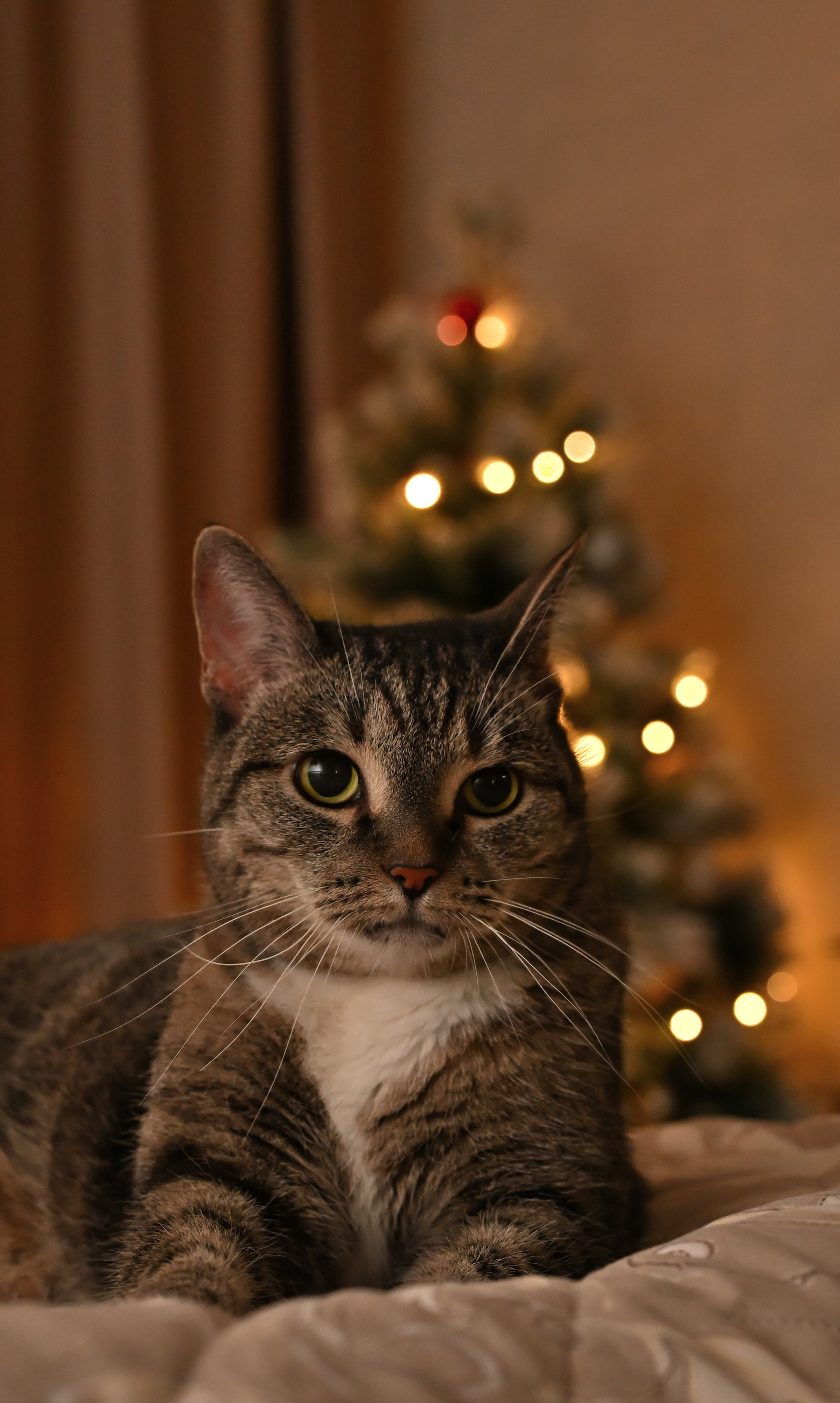 Фото питомца: кошка Мура поздравляет всех с наступающим Новым годом