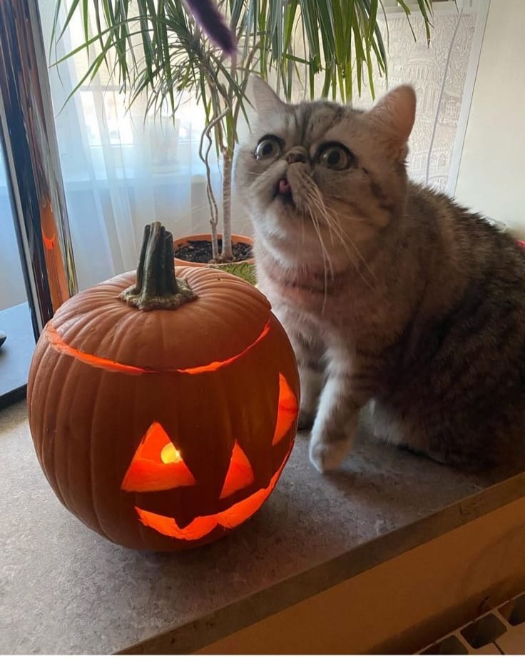 Фото питомца: котик Боба празднует Хеллоуин 🎃