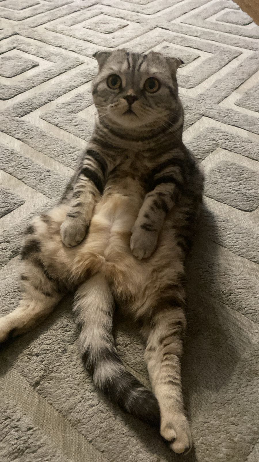 Фото питомца: кошка Марфа в шоке от новости, что уже весна