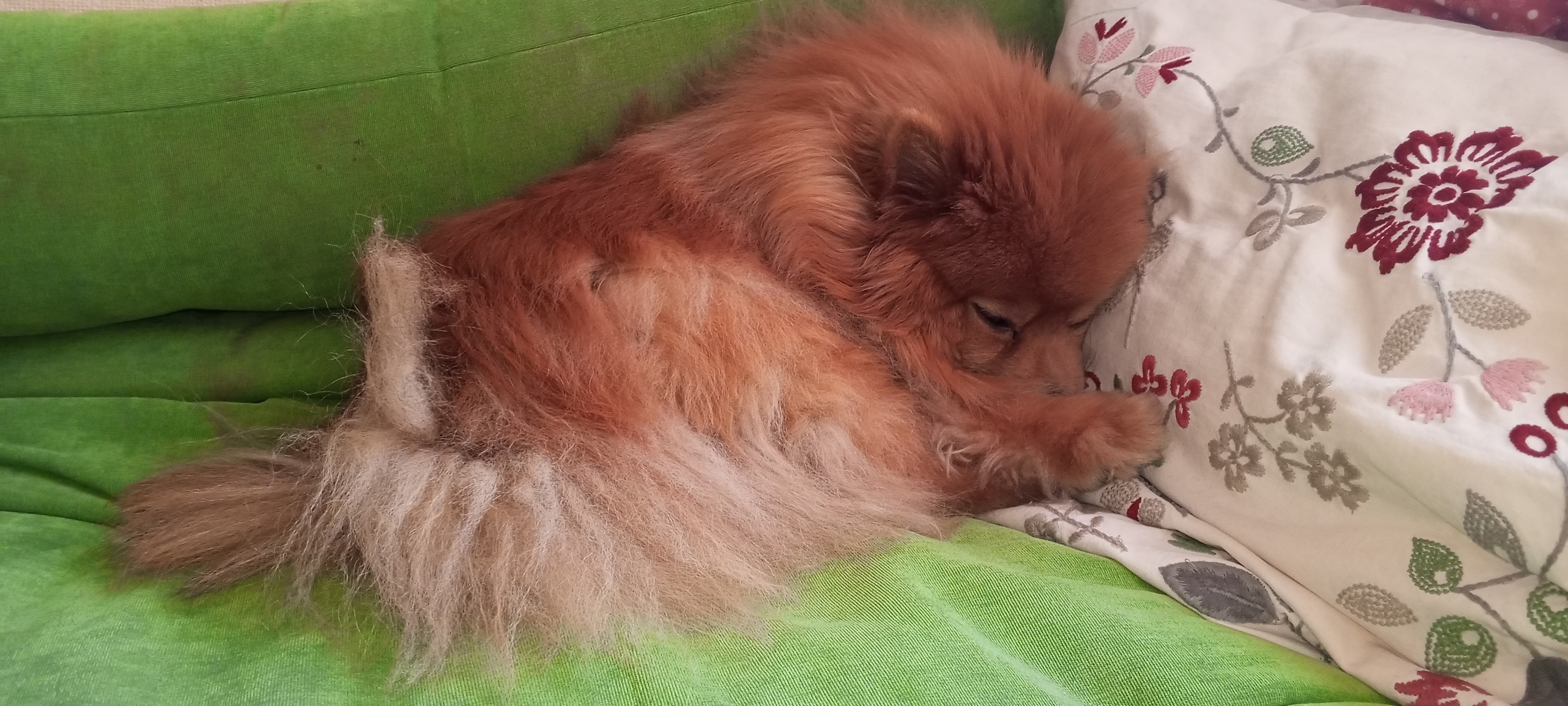 Фото питомца: шпиц Лисик любит спать