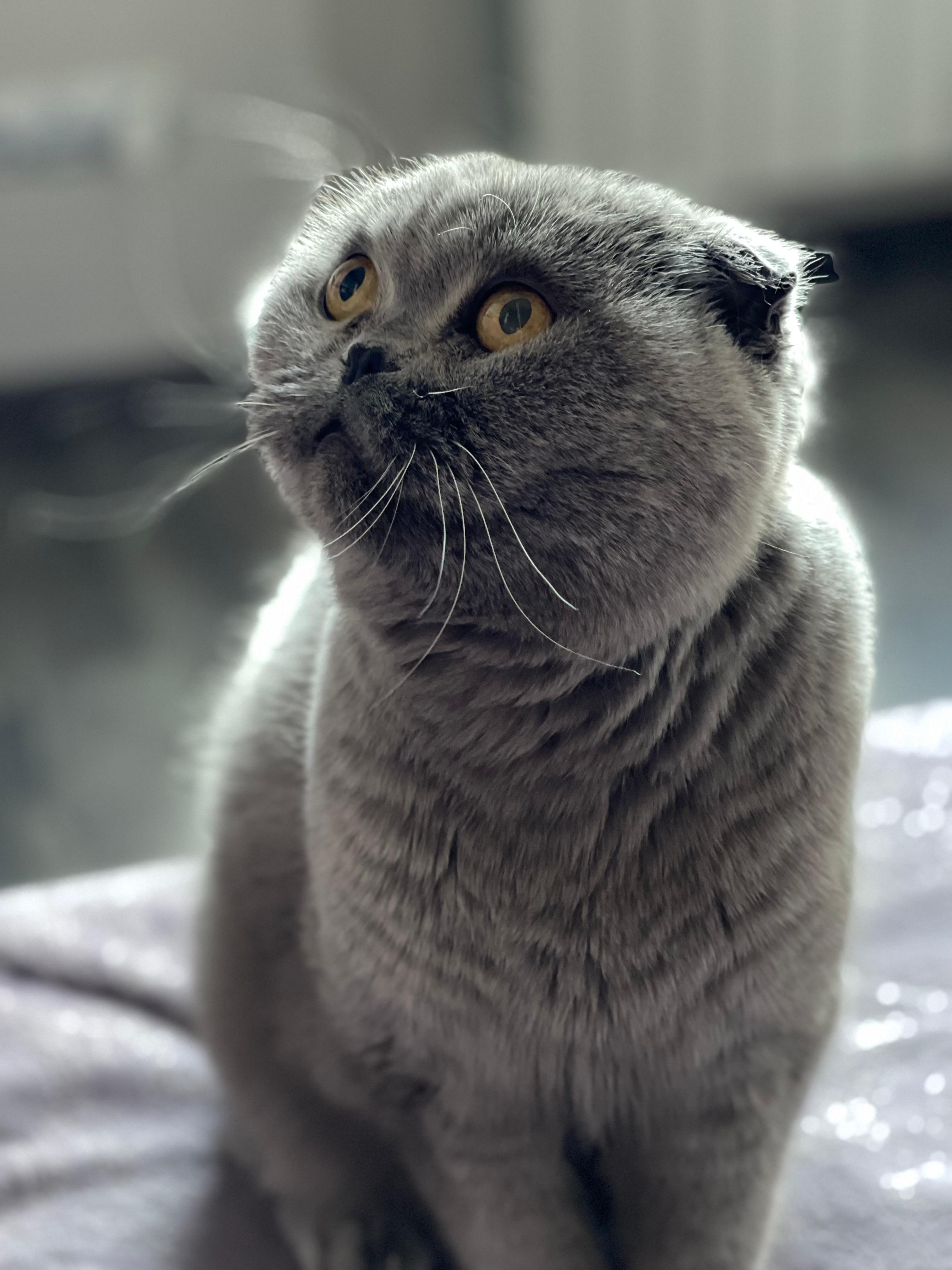 Фото питомца: моя кошка Буся