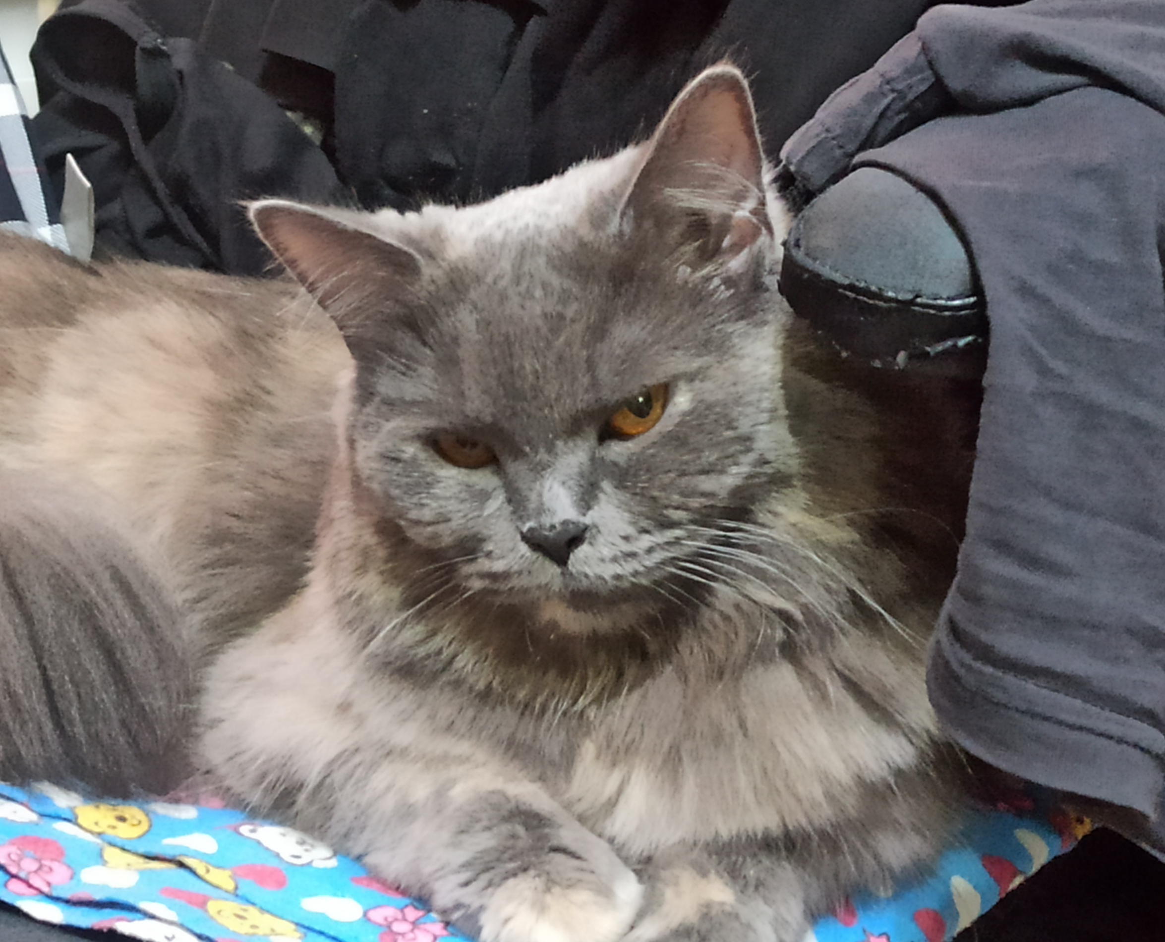 Фото питомца: кошка Веста отдыхает после еды