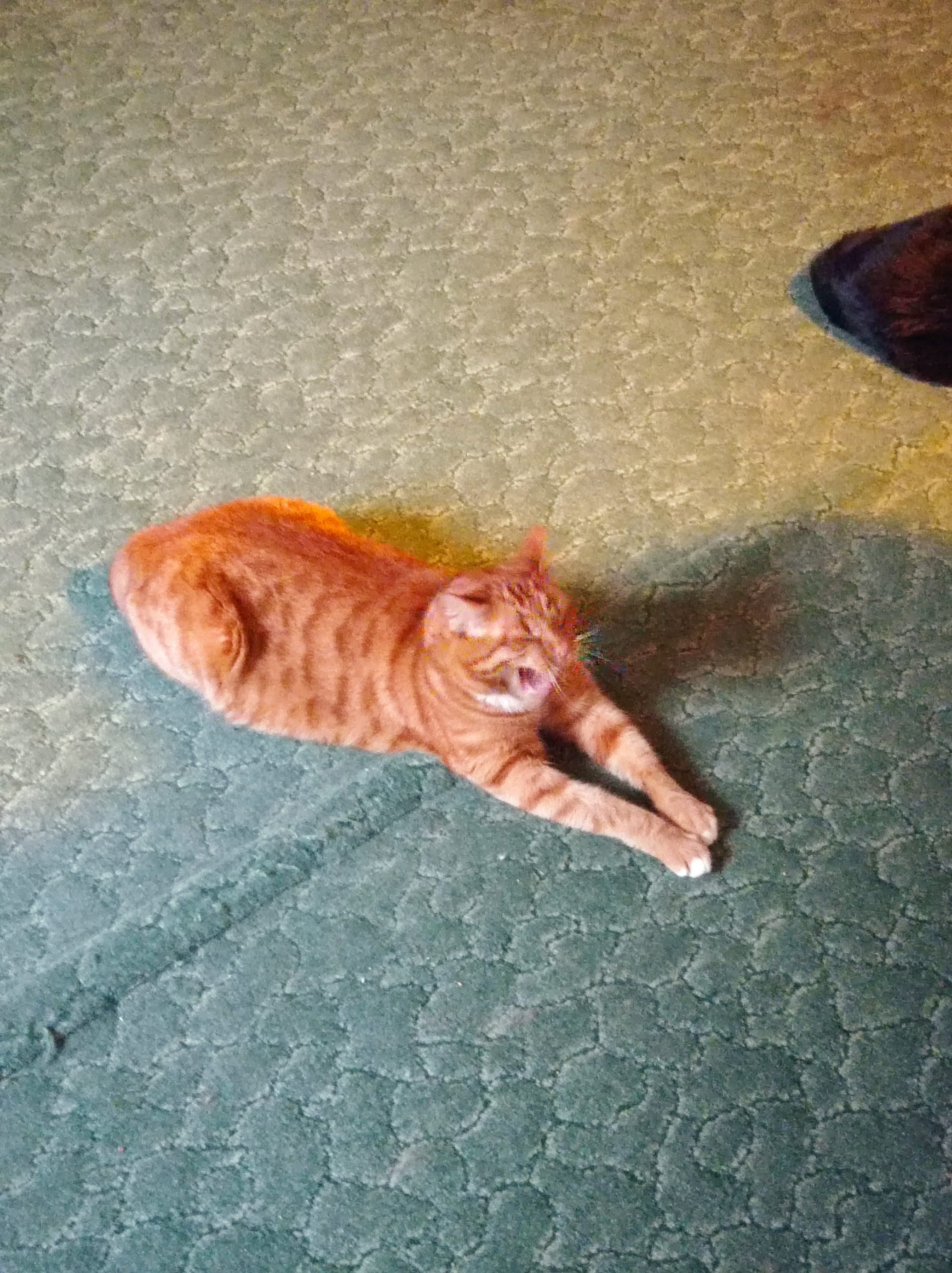 Фото питомца: рыжий разбойник Лютик