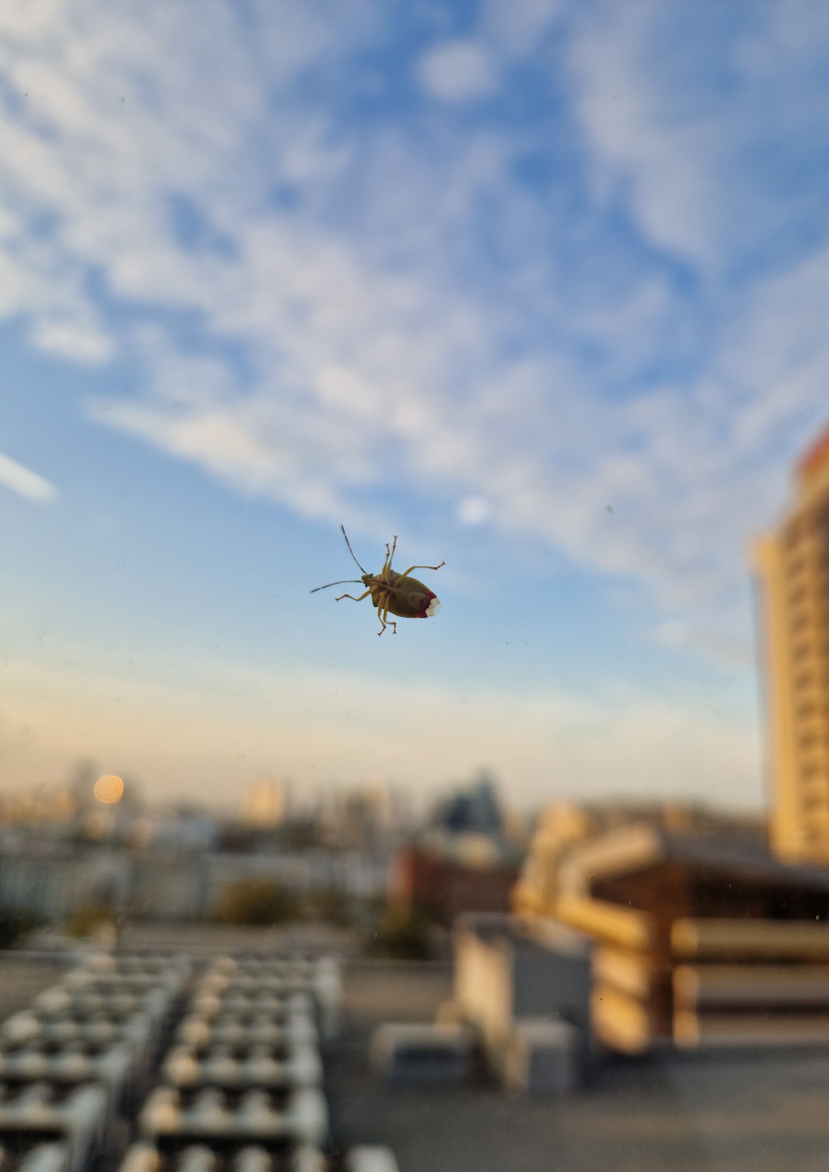 Фото питомца: незваный гость сидит на окне
