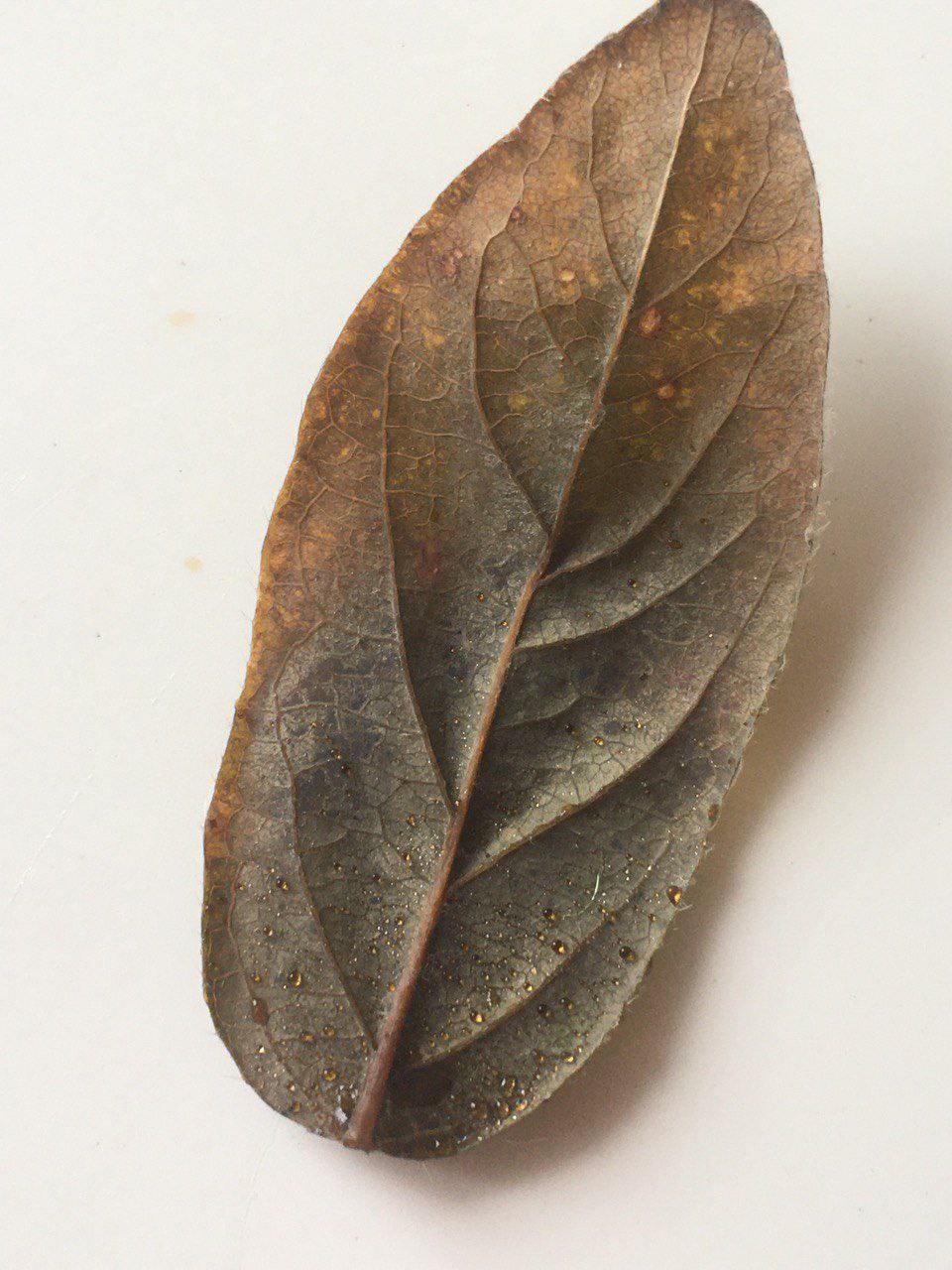 Как узнать причину пятен на листьях комнатных растений