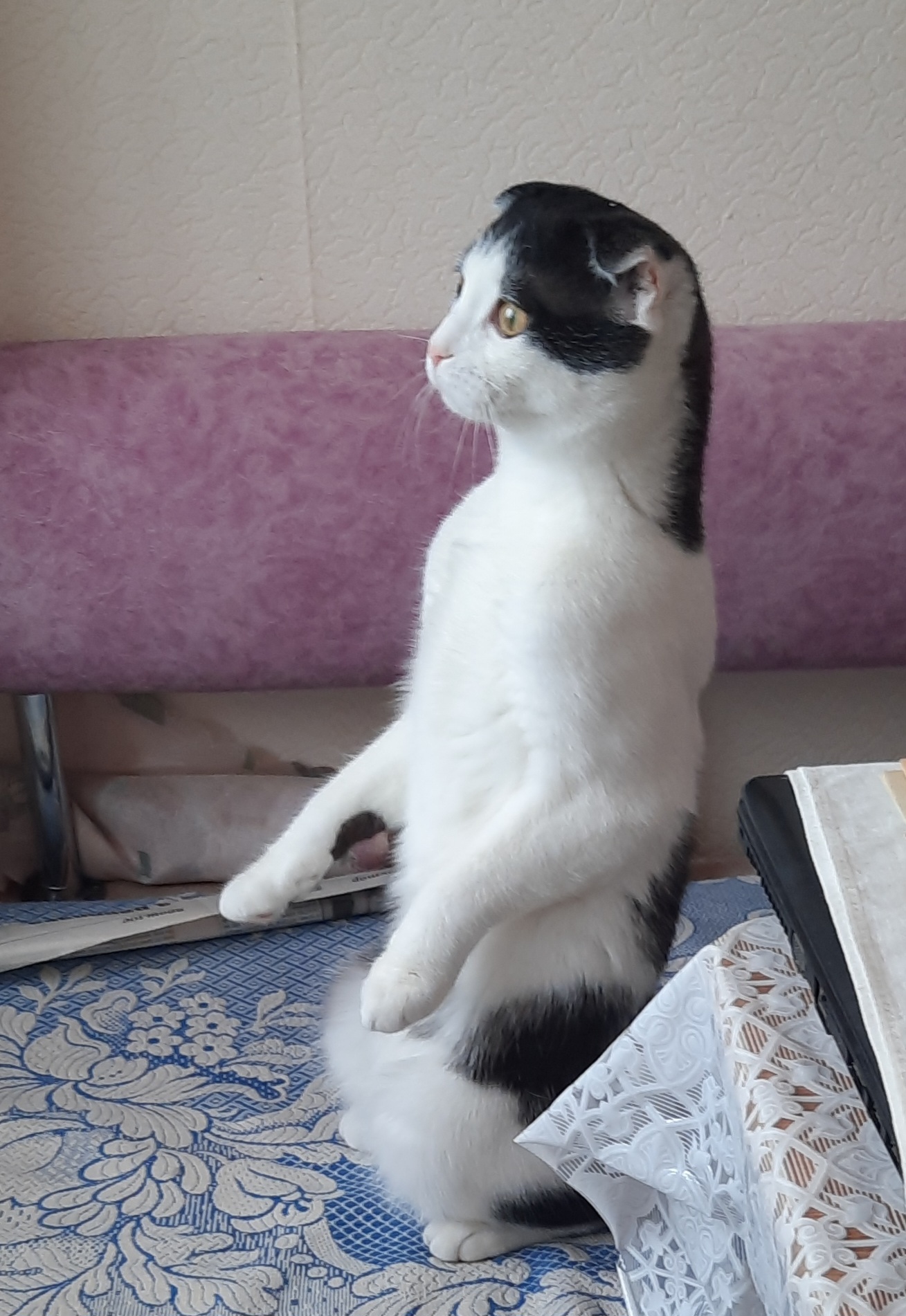 Фото питомца: кот Микки увидел птичку на балконе