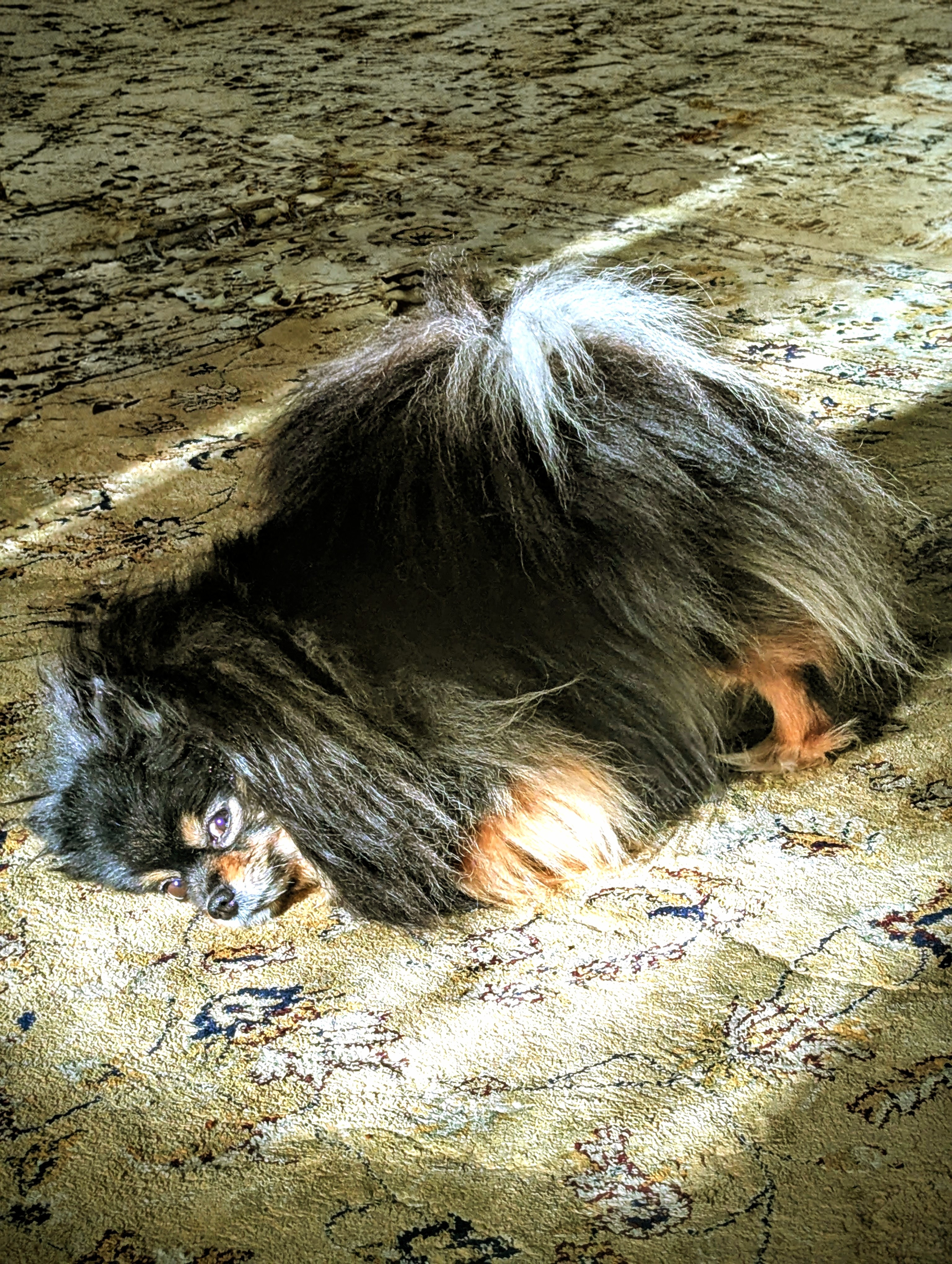 Фото питомца: шпиц Черника нежится в лучике солнца