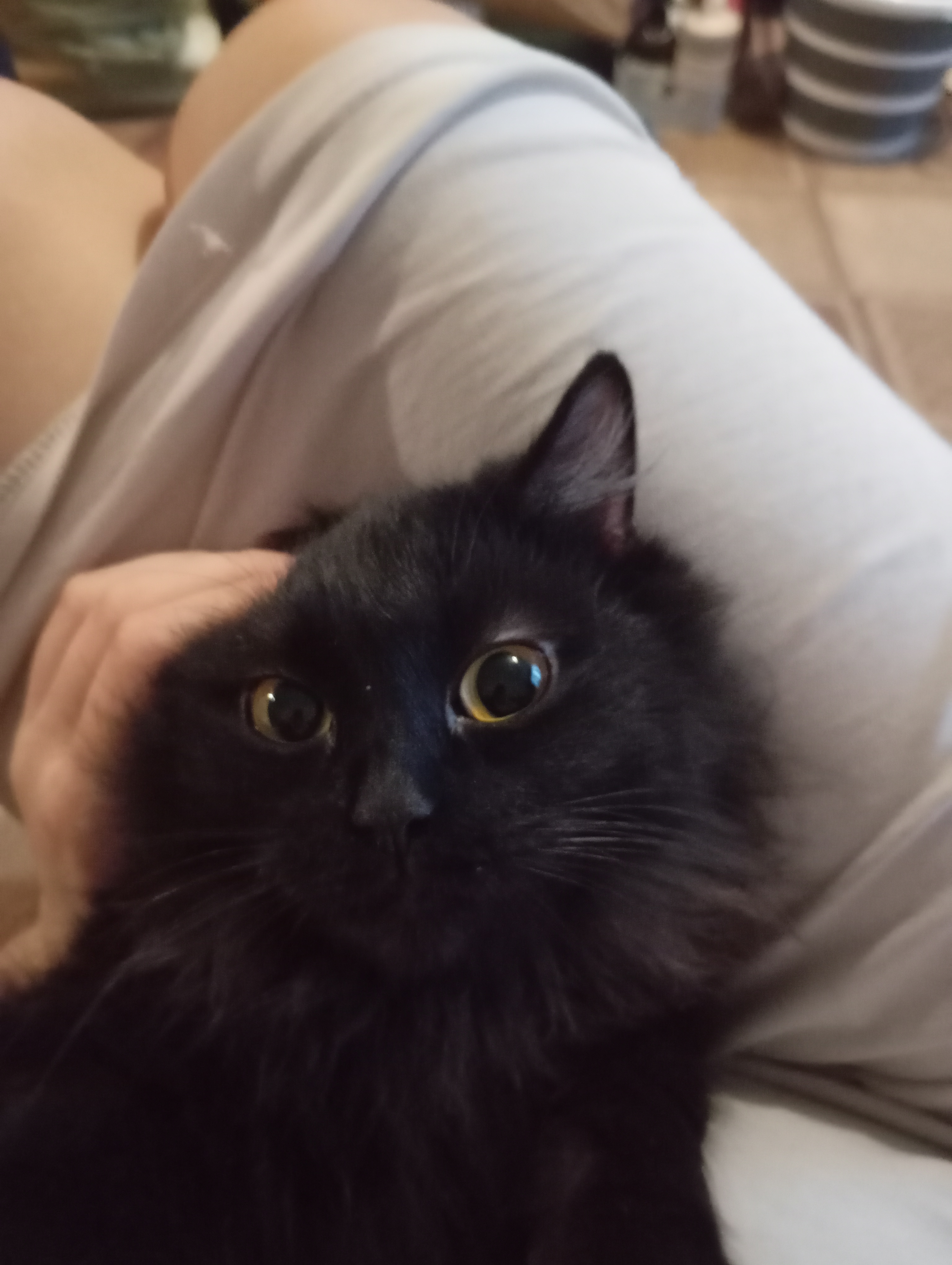 Фото питомца: кошка Ноченька наслаждается лаской