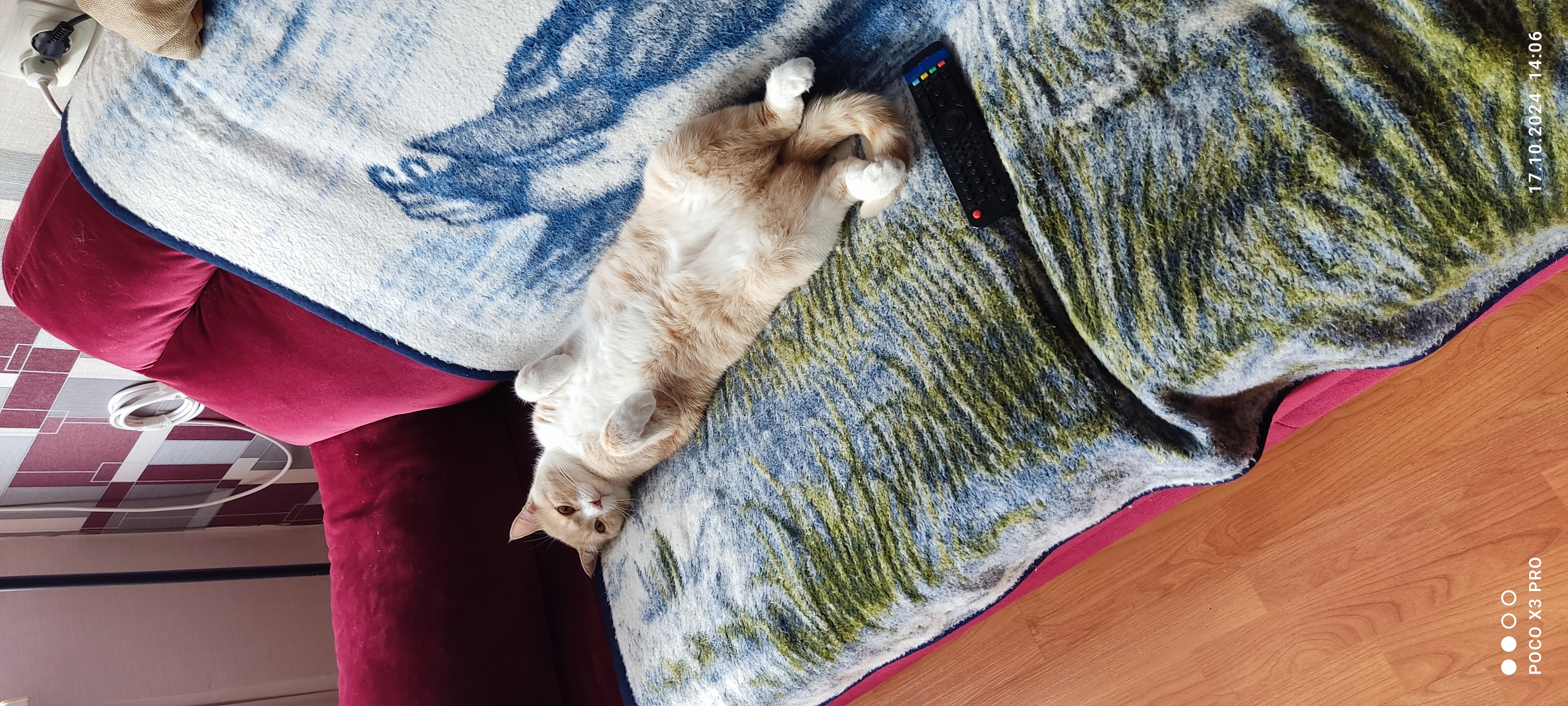 Фото питомца: кот Кузя наслаждается жизнью