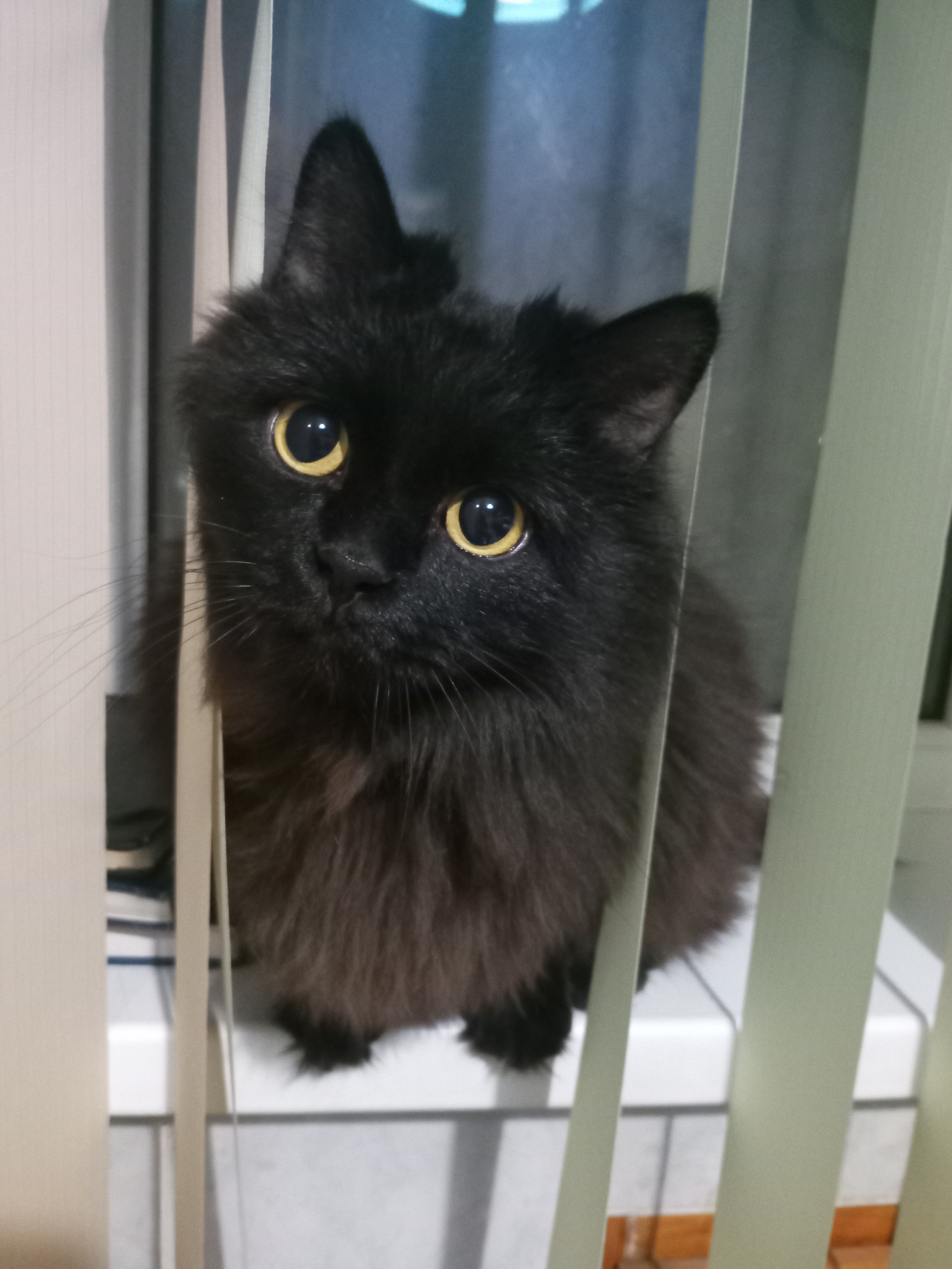 Фото питомца: кот Феликс сидит на подоконнике