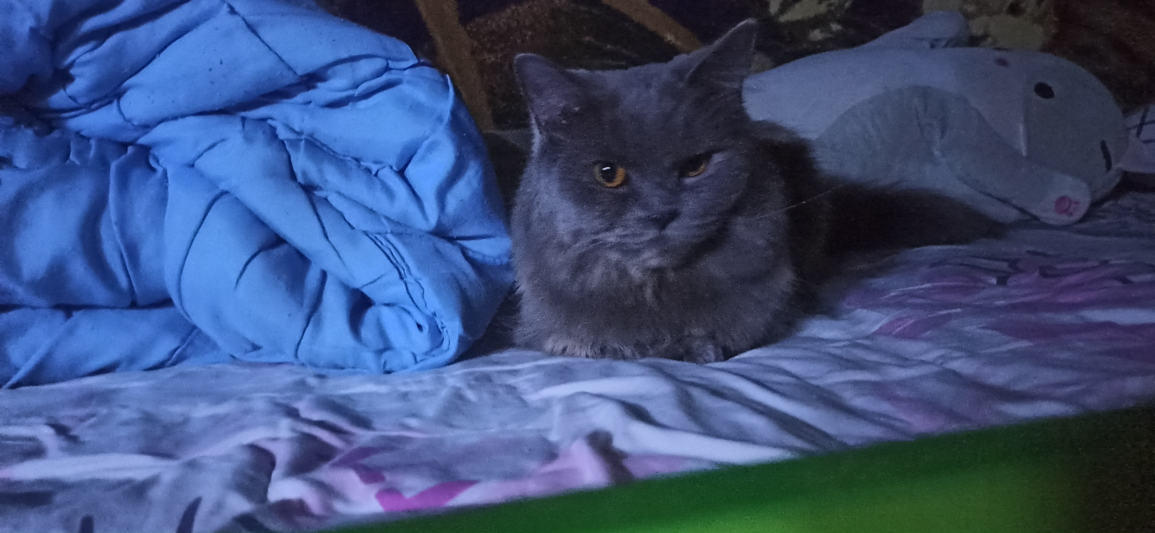 Фото питомца: кошка Веста ждет, когда же ее хозяйка уже ляжет спать