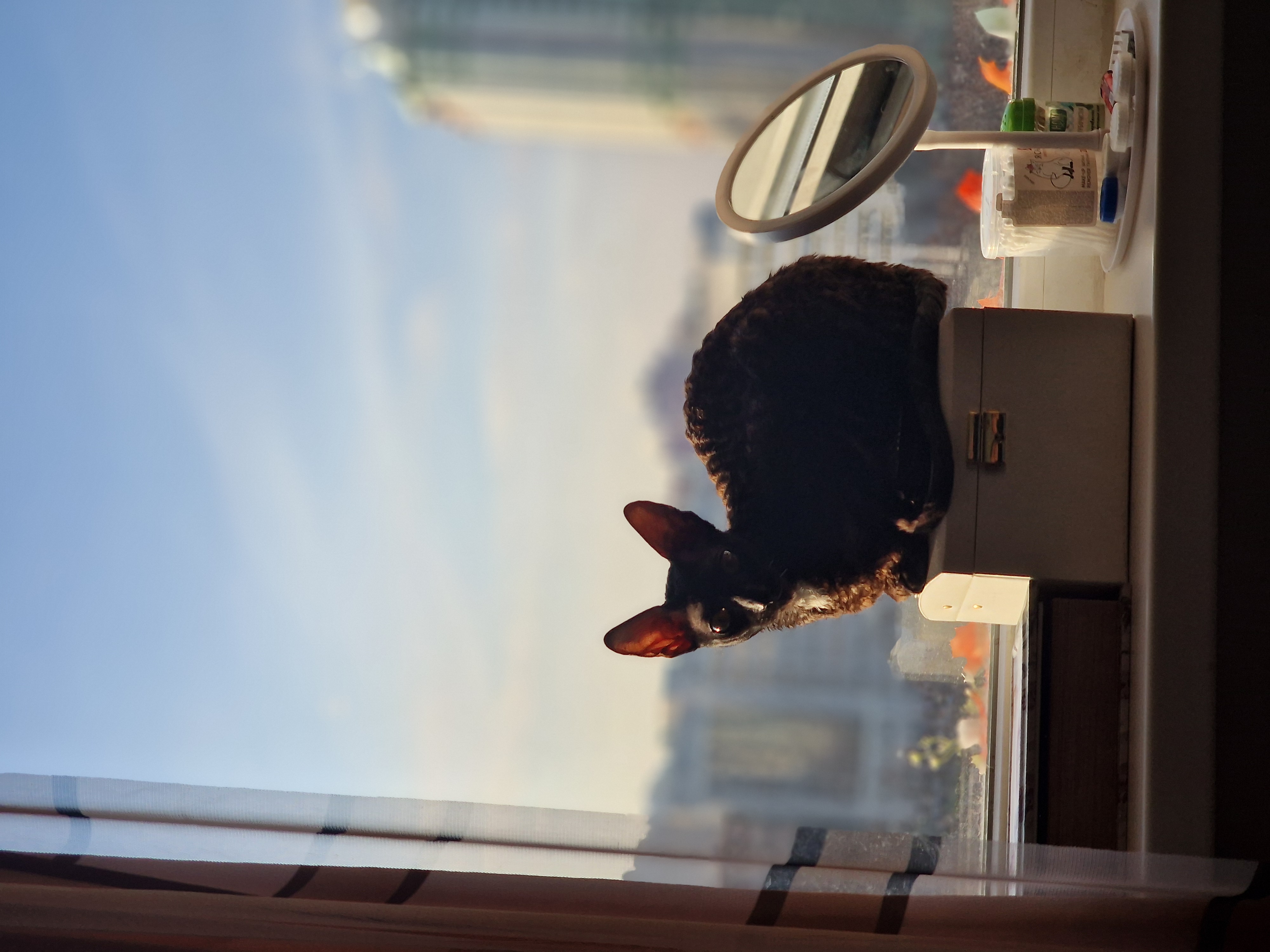 Фото питомца: кошка Буся — кокетка