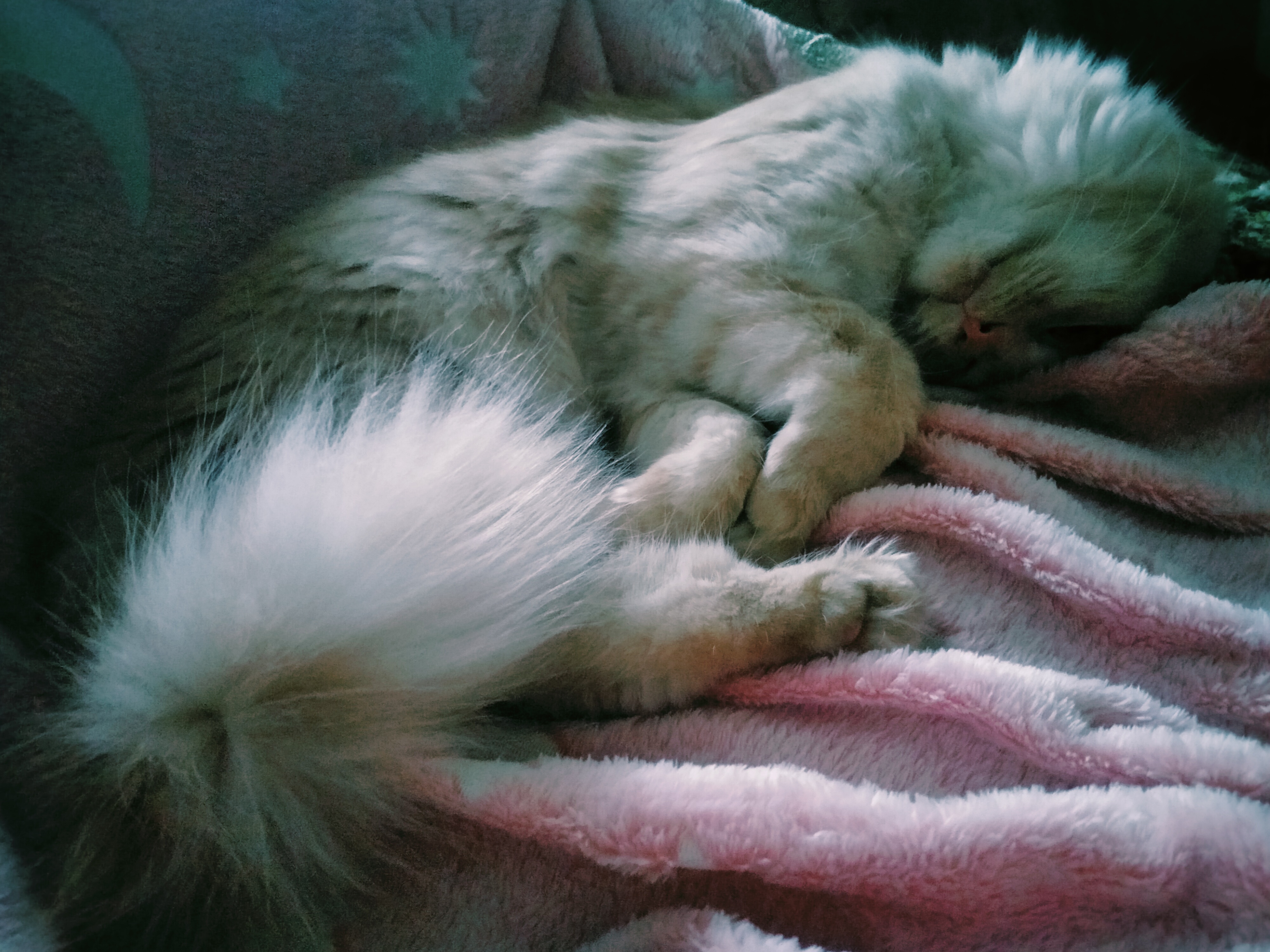 Фото питомца: кот Буруля, который очень любит спать