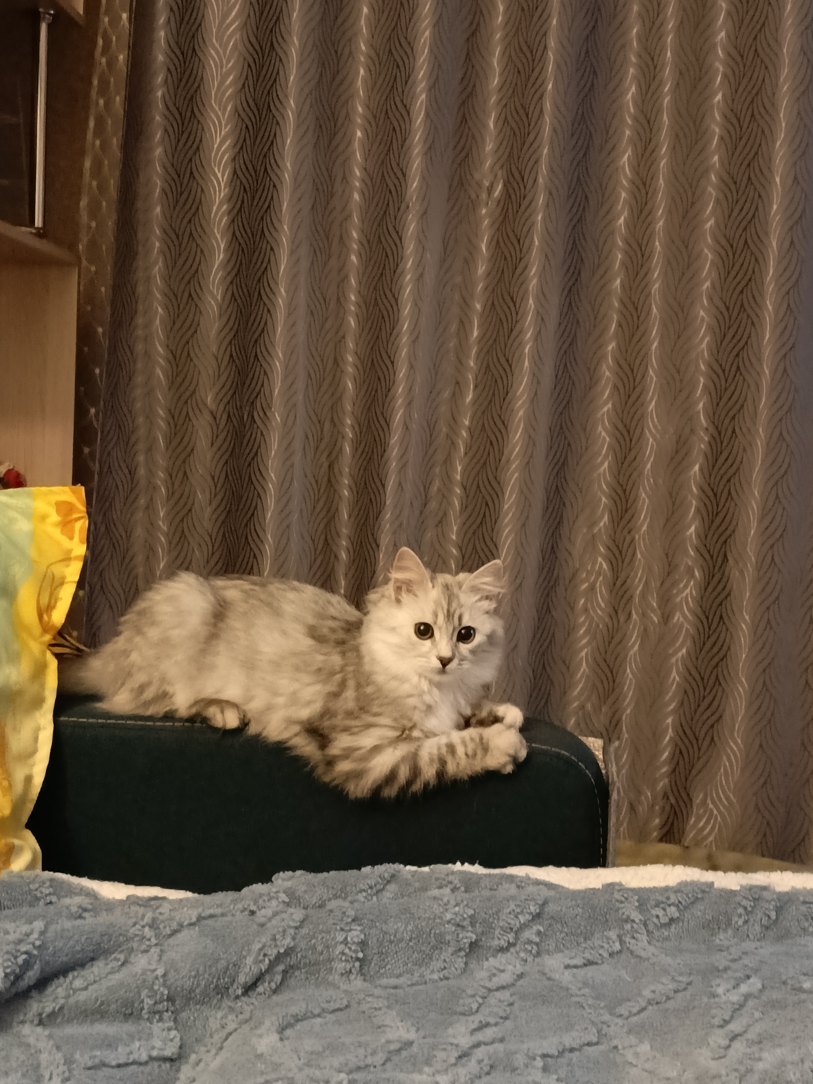 Фото питомца: кошка Маруся-Маркиза лежит на диване