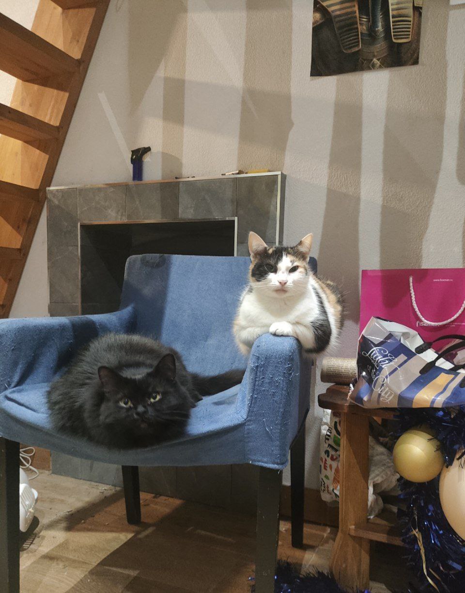 Фото питомцев: кошки Кришна и Мотя вернулись домой