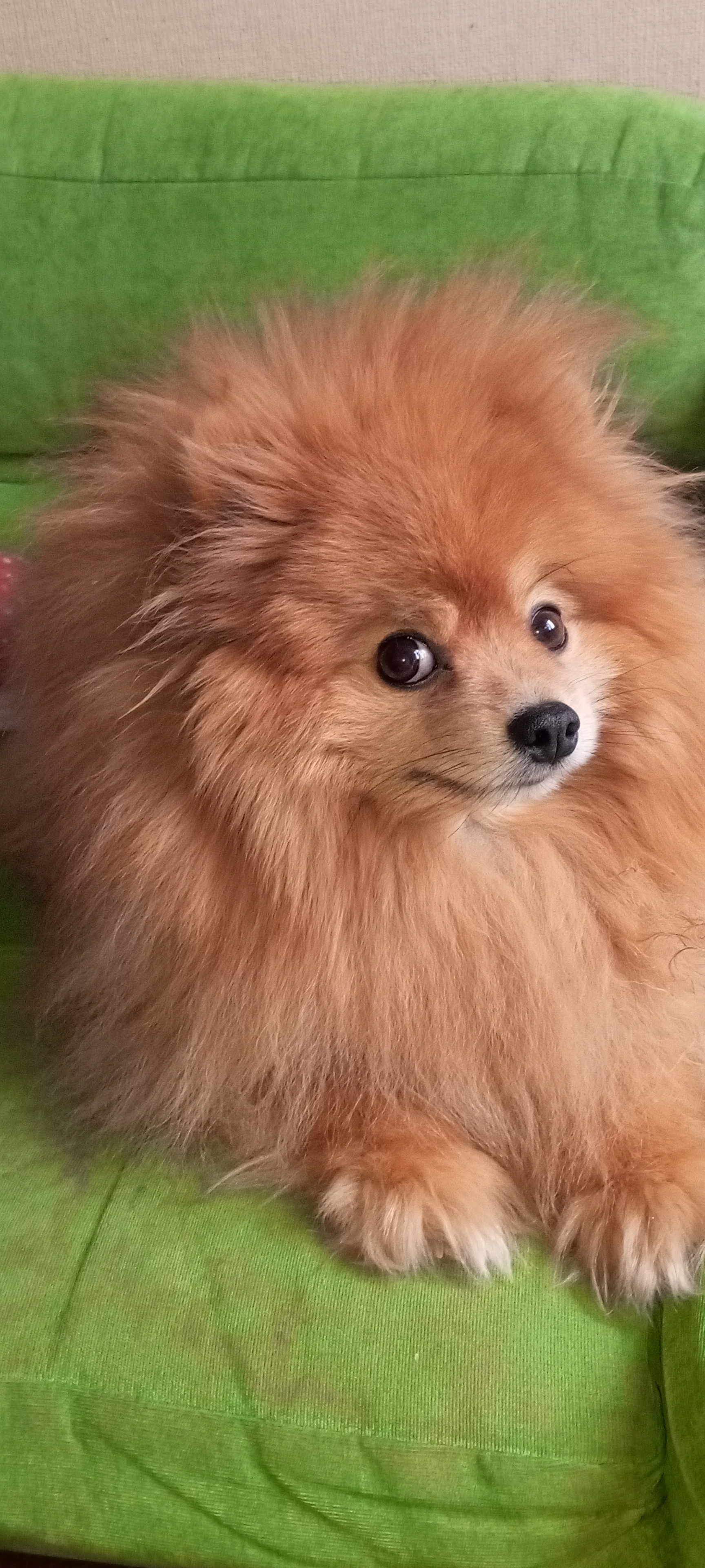 Фото питомца: шпиц Лисик готовится к Новому году