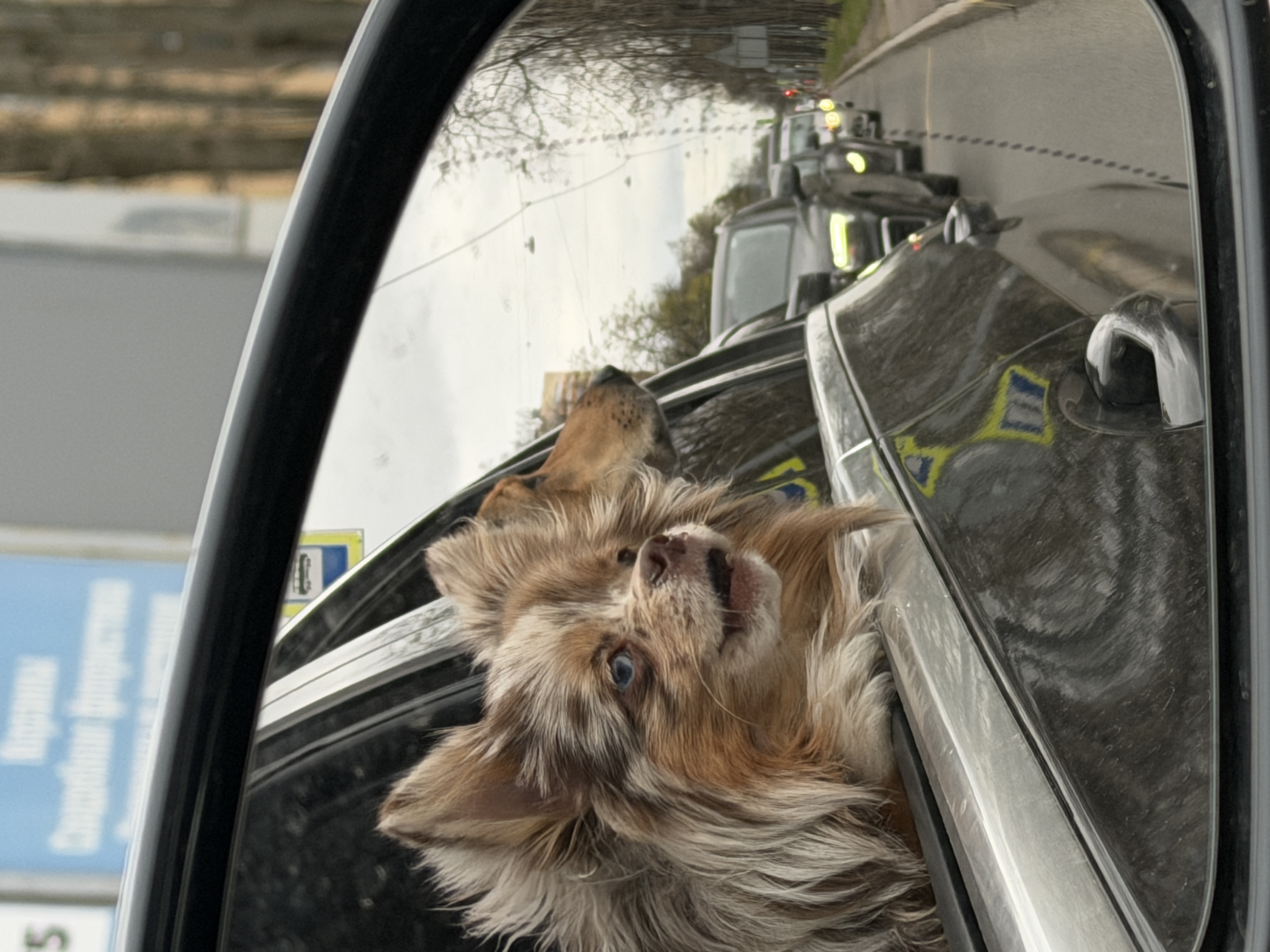 Фото питомцев: шпиц Куки и метис Есеня комментируют происходящее из окна