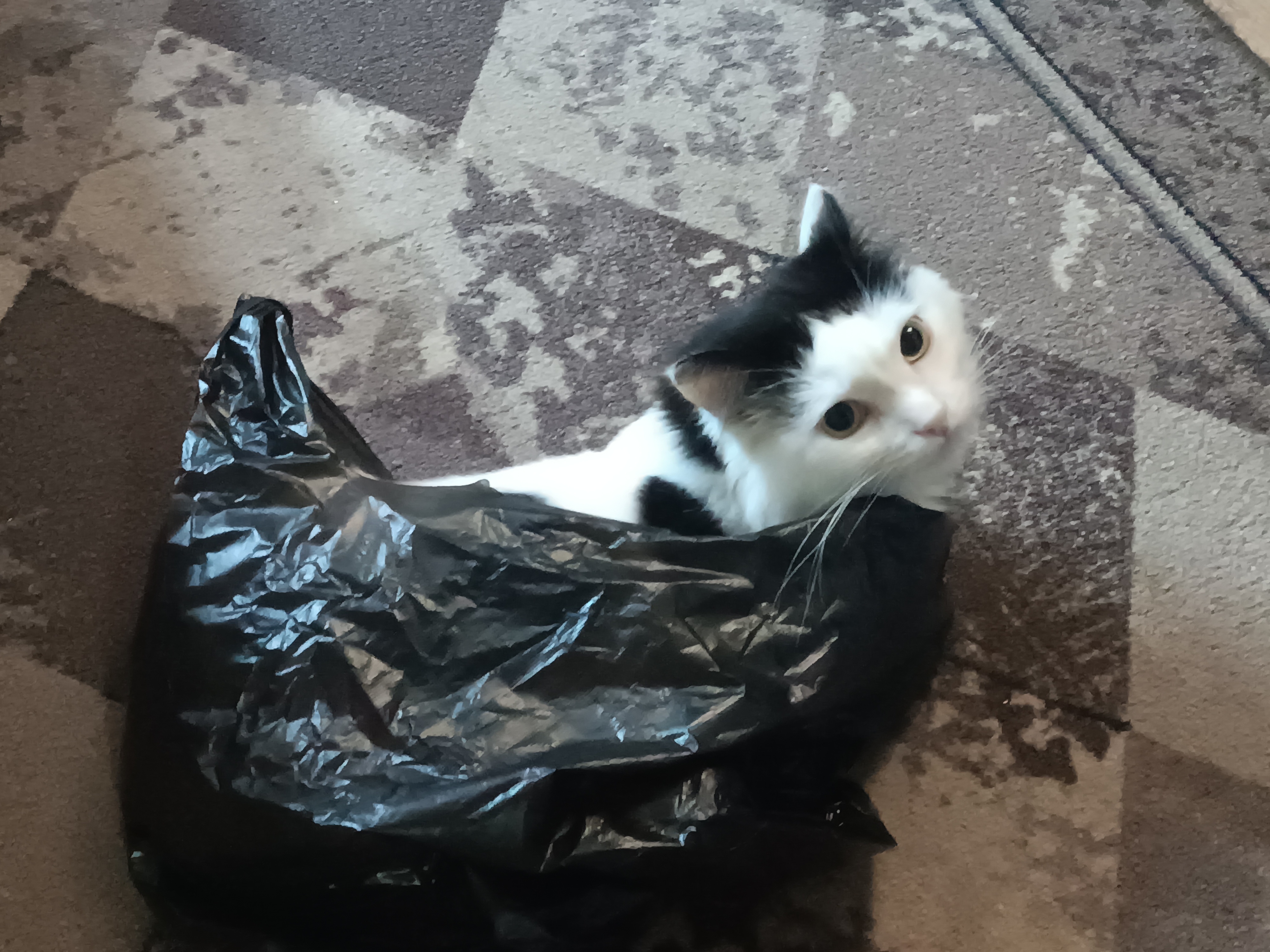 Фото питомца: кот Кракен нашел себе новую лежанку