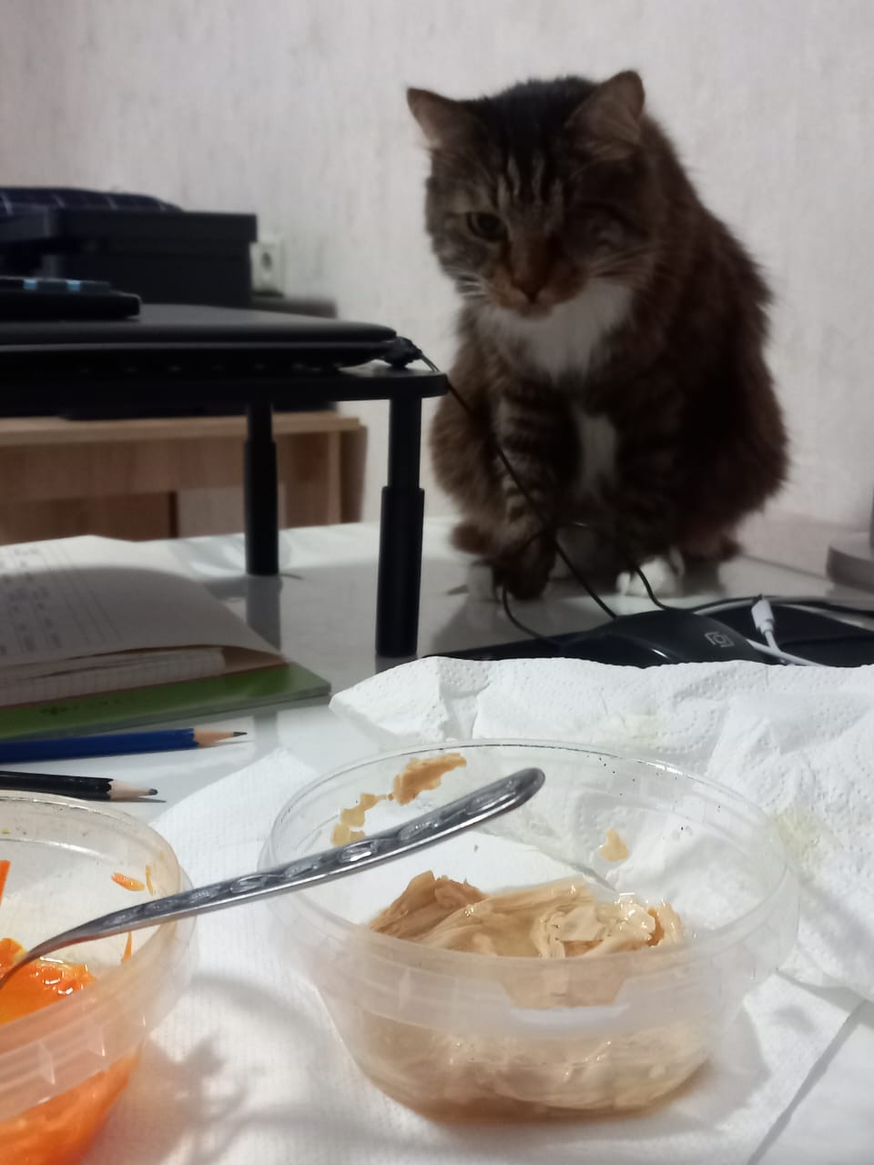 Фото питомца: кот с любопытством смотрит на еду