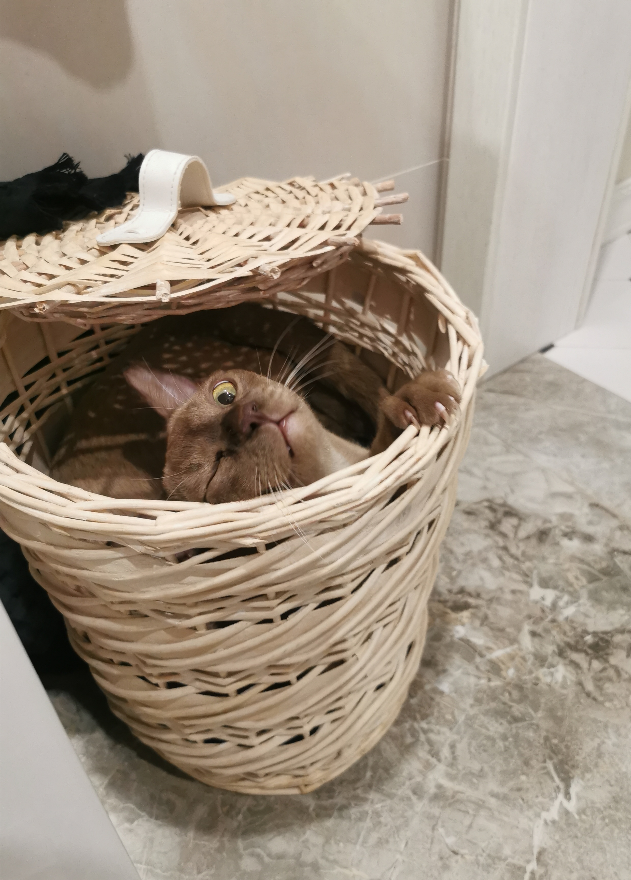Фото питомца: кот Бруно и его харизма