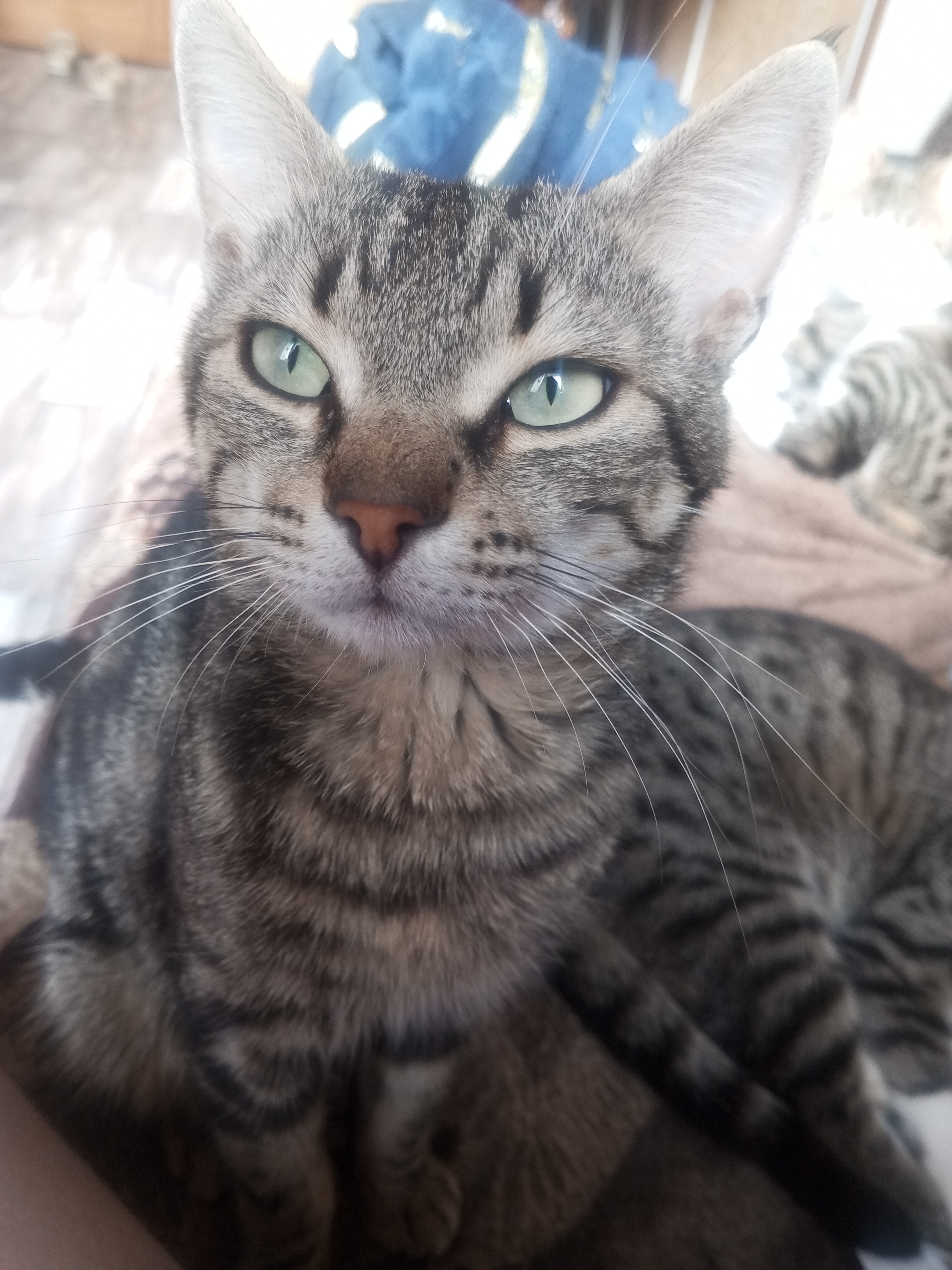 Фото питомца: пронзительный взгляд Боливара