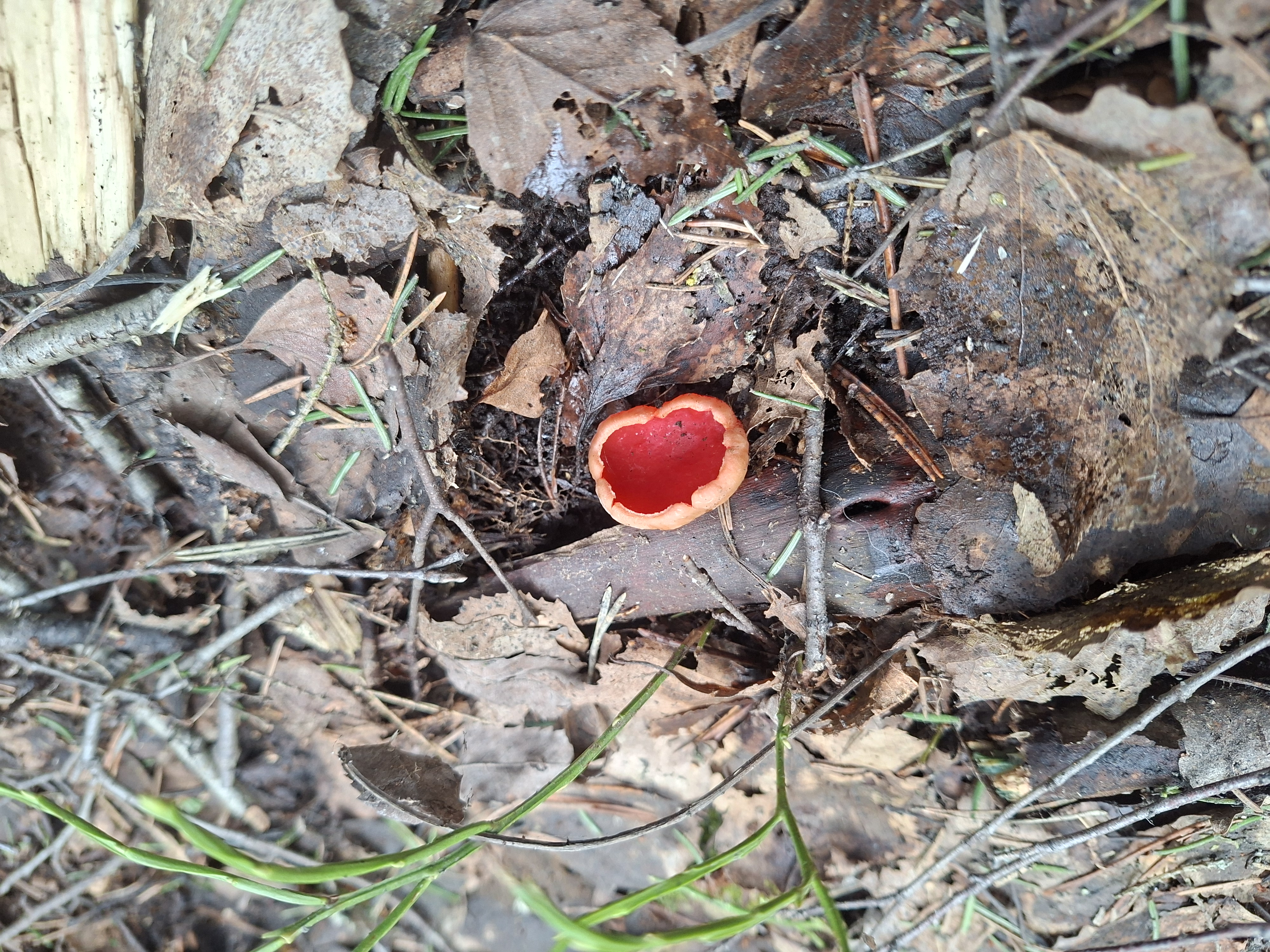 Мобильное фото: первые весенние грибы