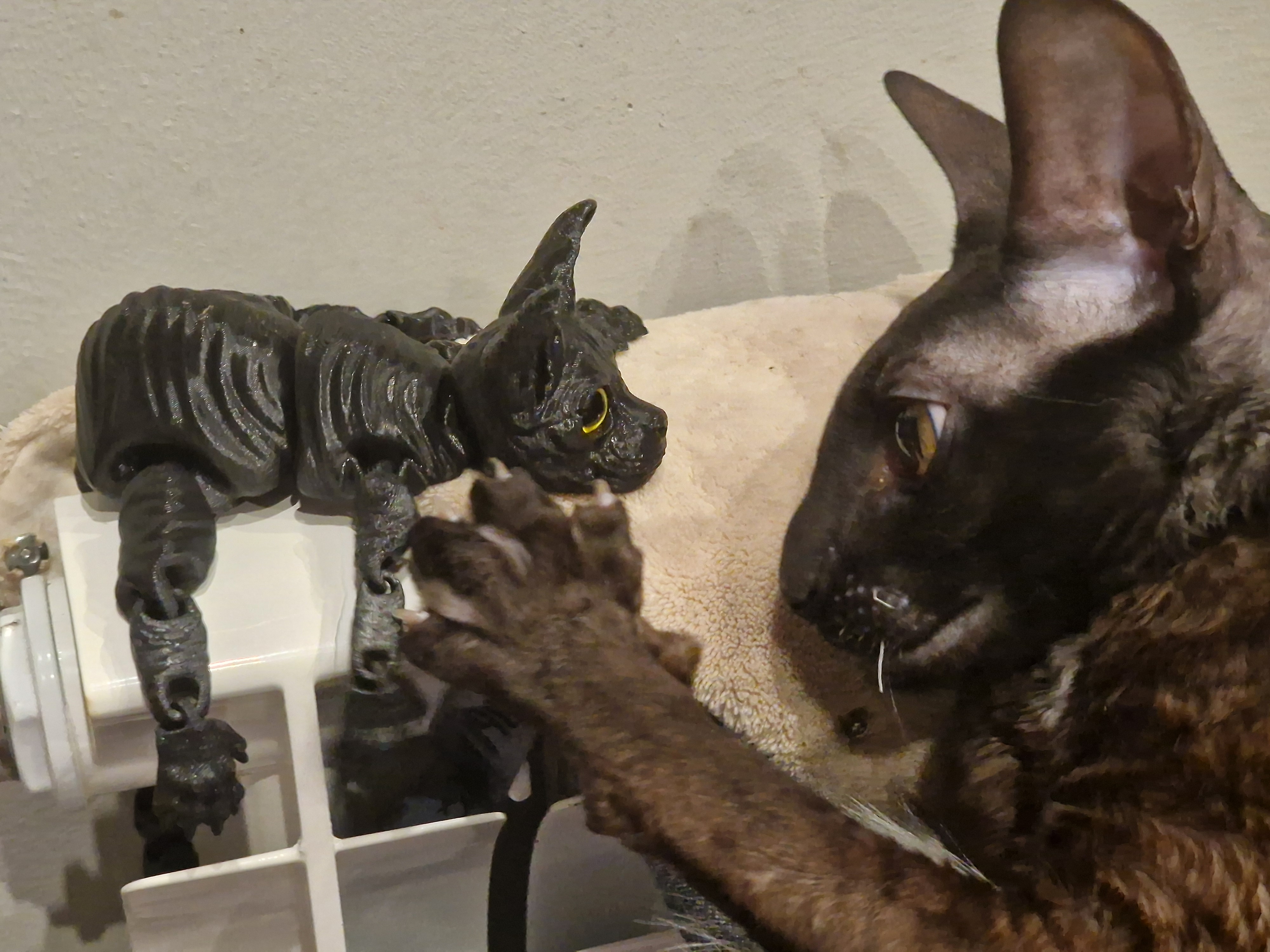 Фото питомца: кошка Буся и ее игрушечная копия