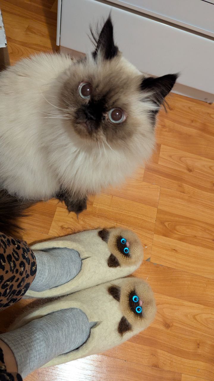 Фото питомца: кот Шошик в шоке от тапочек