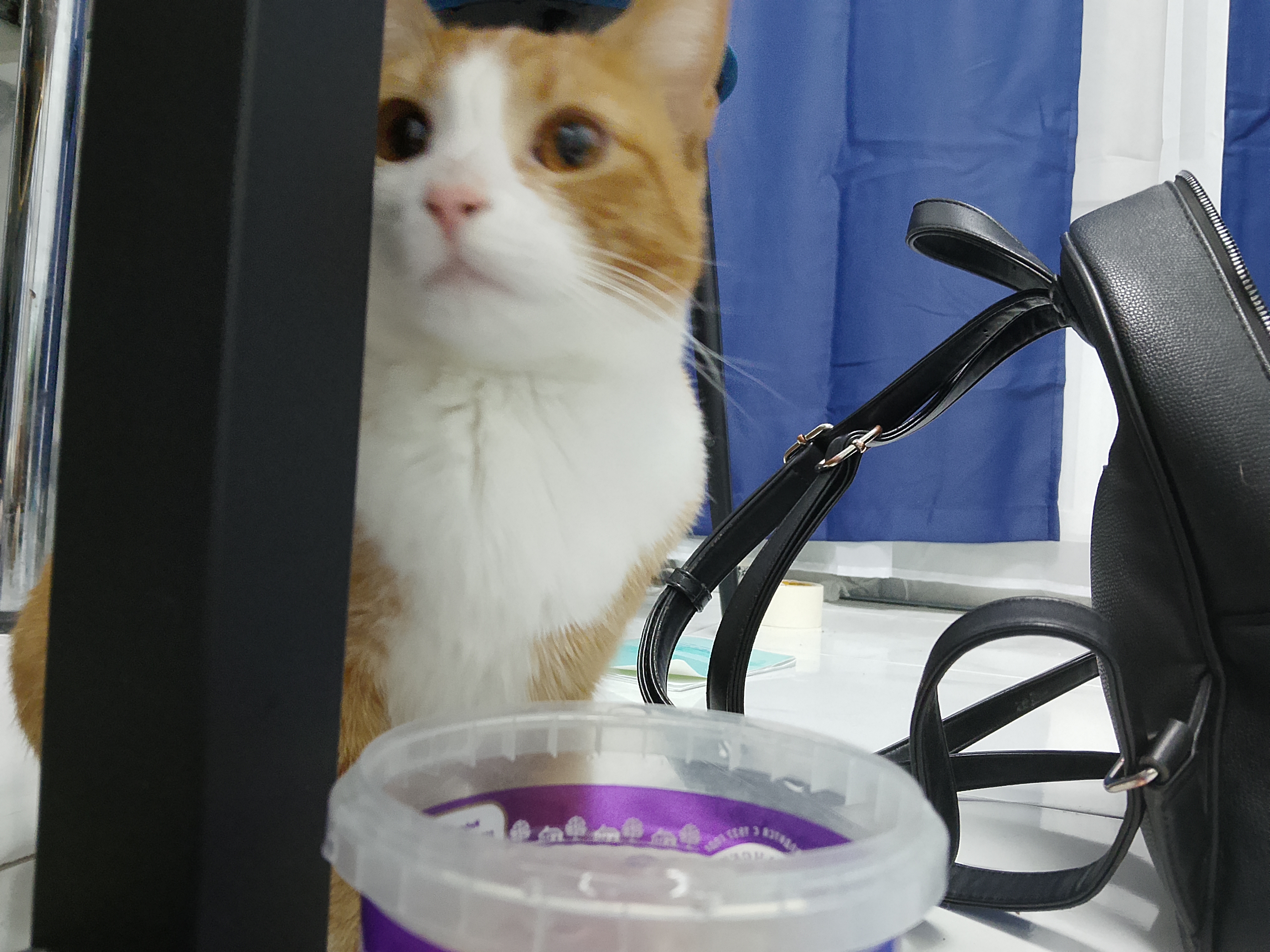 Фото питомцев: кошки Алекса, Муська и Мурочка и кот Джонни отдыхают